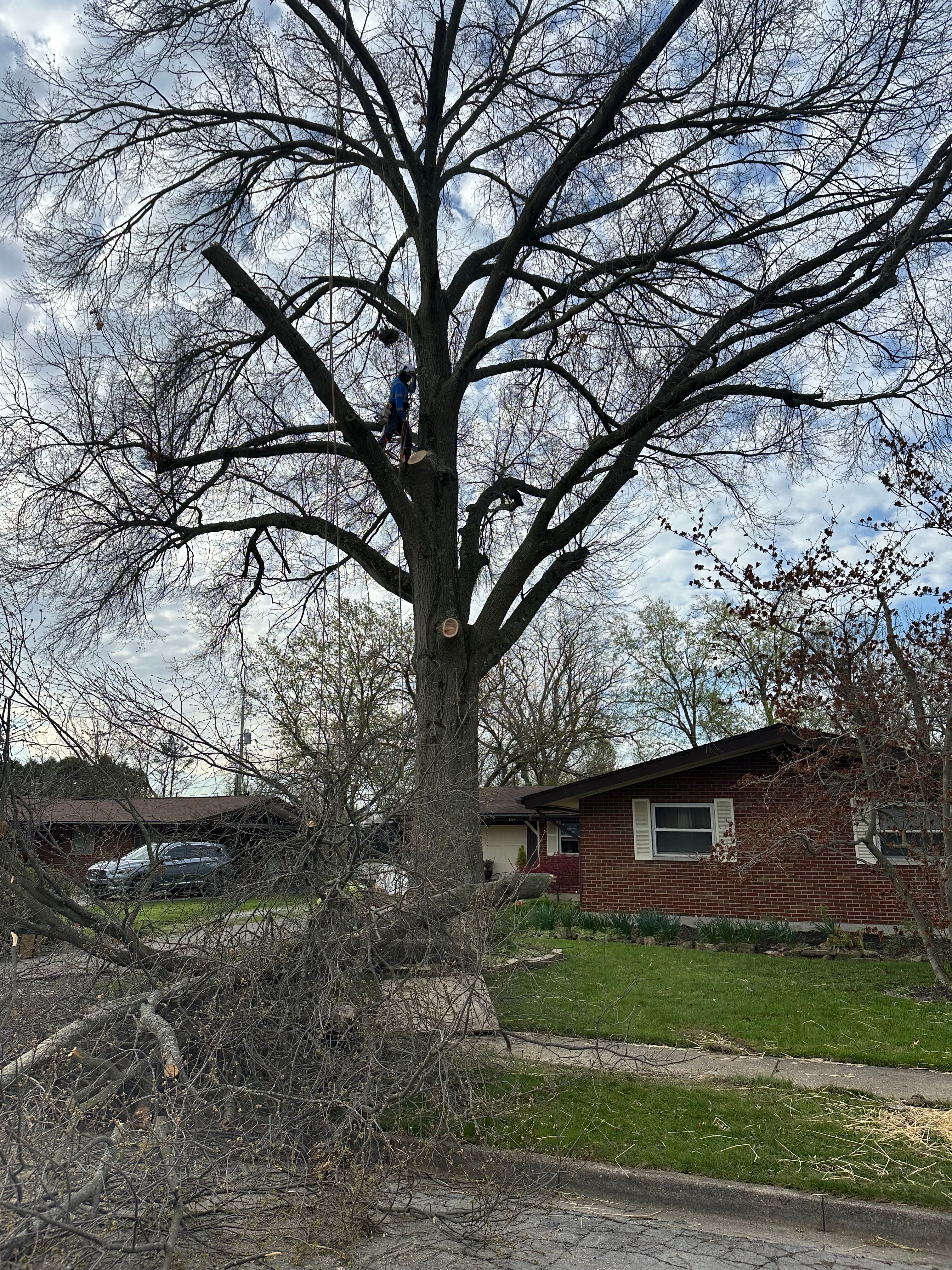 All Photos for Pro Tree Trim & Removal, Llc in Dayton, OH