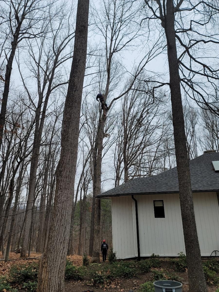  for Integrity Tree and Landscaping in Lynchburg, VA