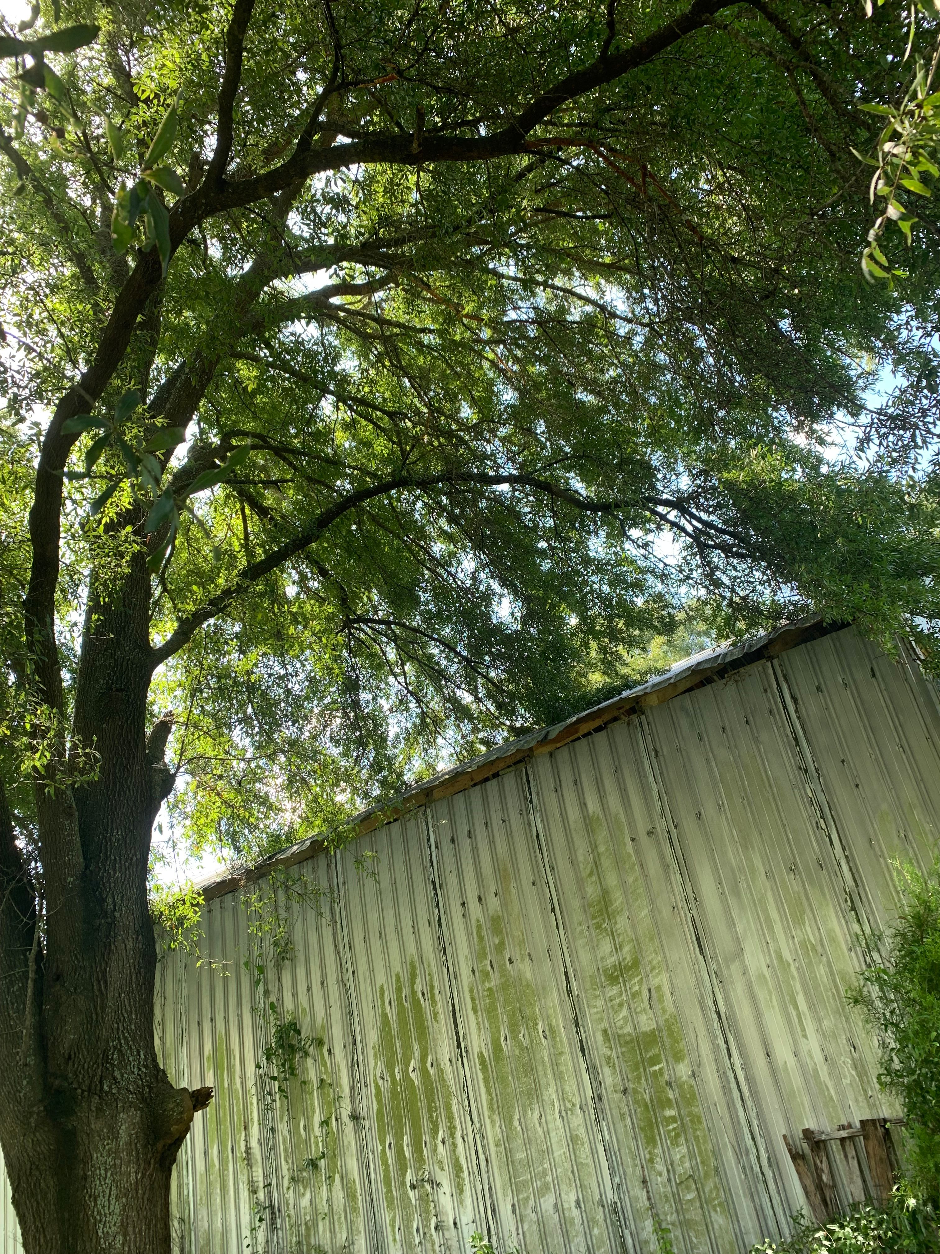  for Warners Tree Solutions in Live Oak, FL