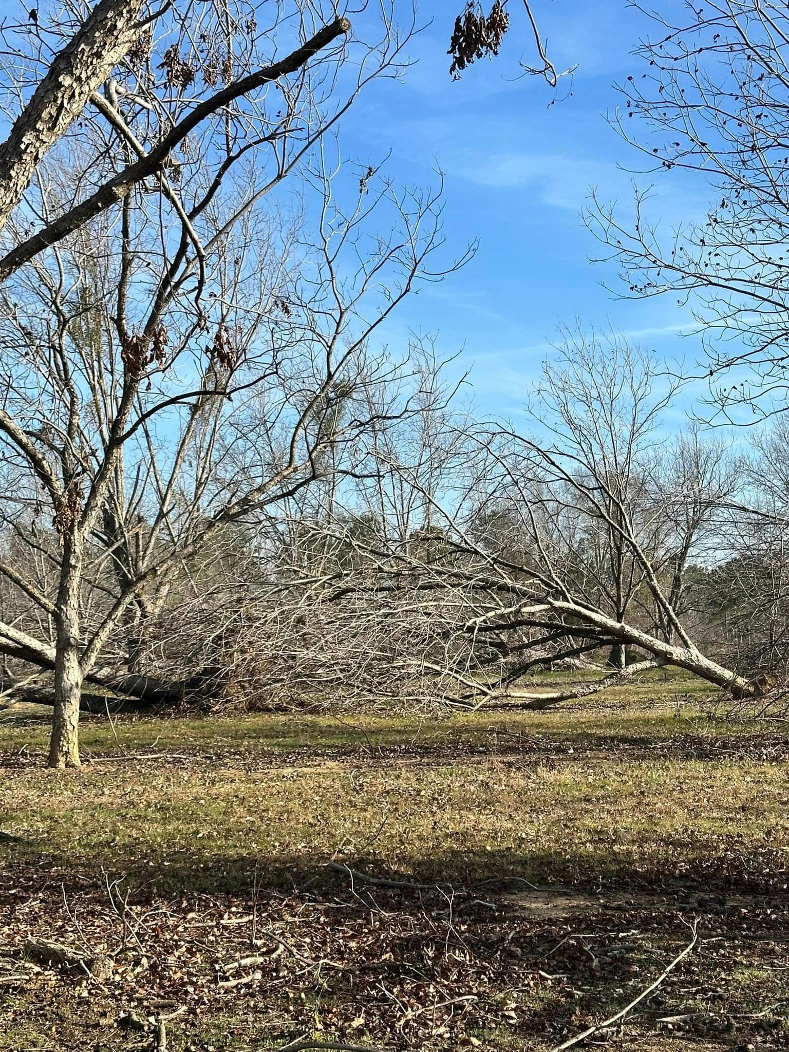 Tree Removal for Page Outdoor Services in Wrightsville, GA