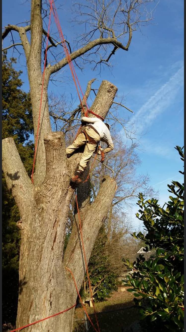 All Photos for Big Bear Tree Service in Newport News, VA