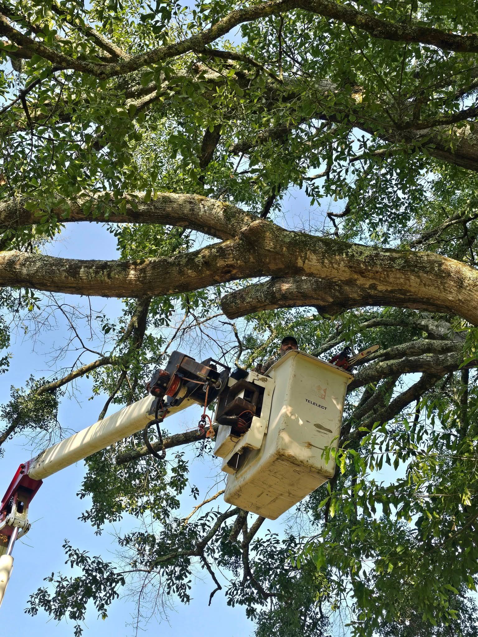  for Breaktime Tree Trimming & Removal in Oakdale, LA