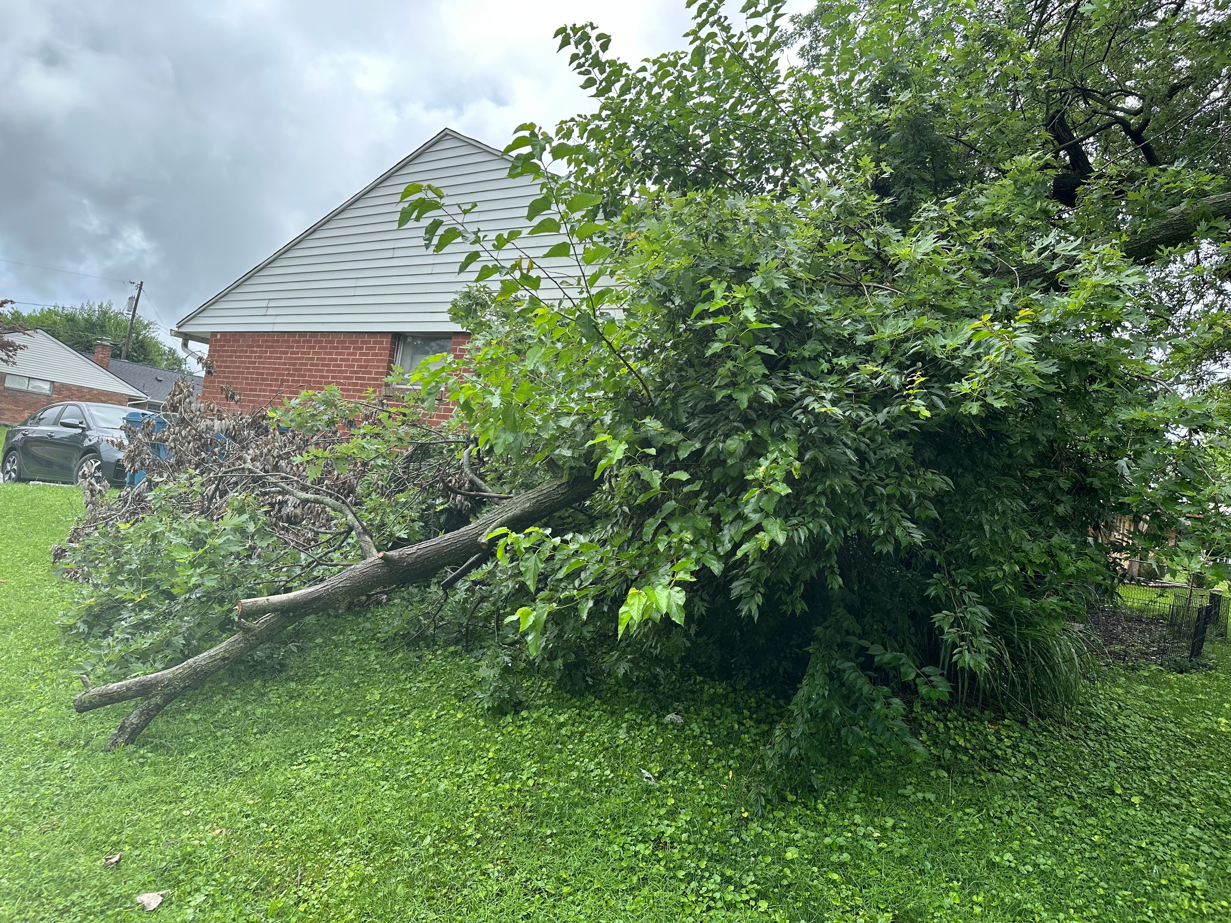 All Photos for Pro Tree Trim & Removal, Llc in Dayton, OH