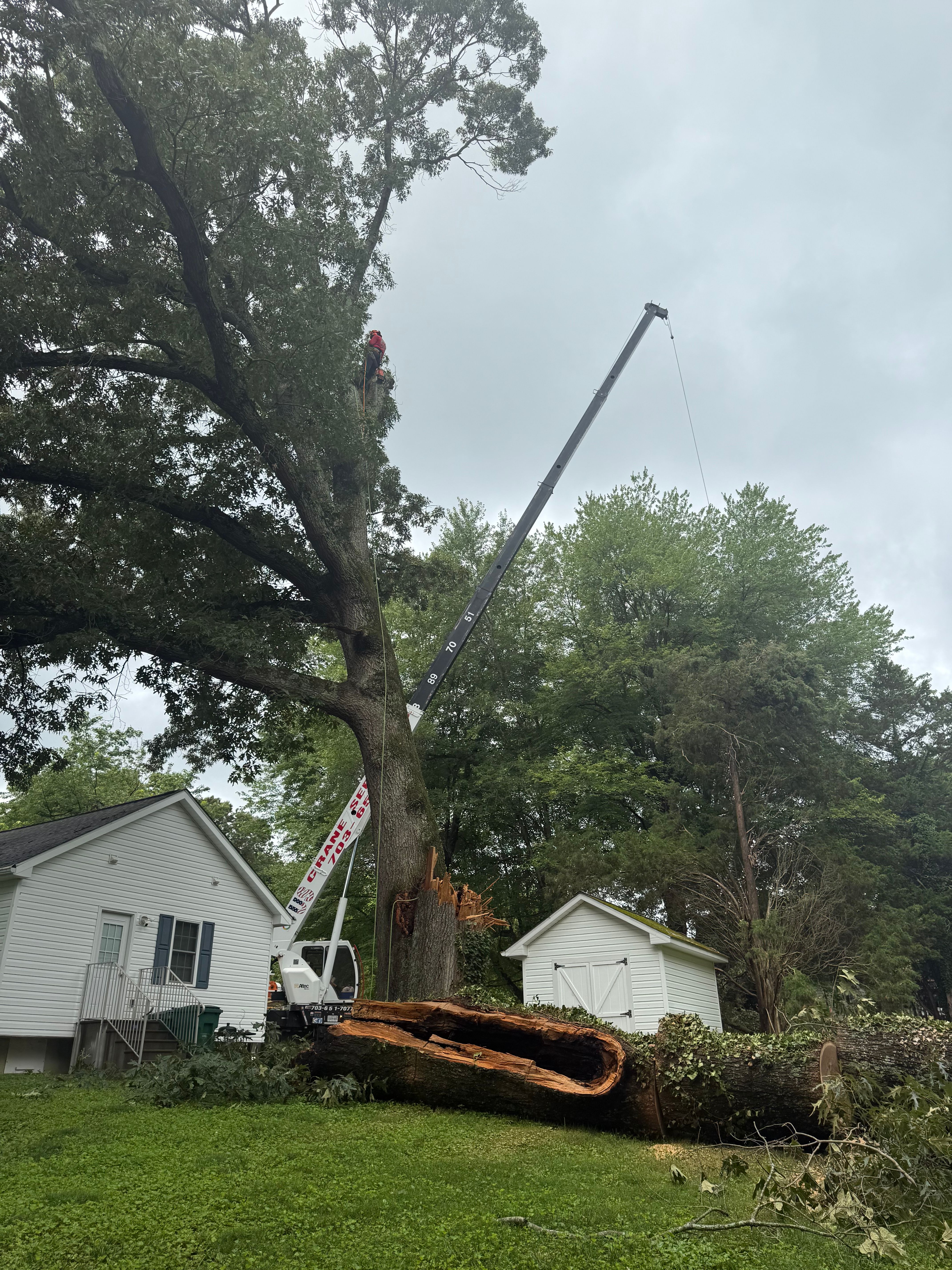  for Branch Out Tree Care LLC in Fredericksburg, VA