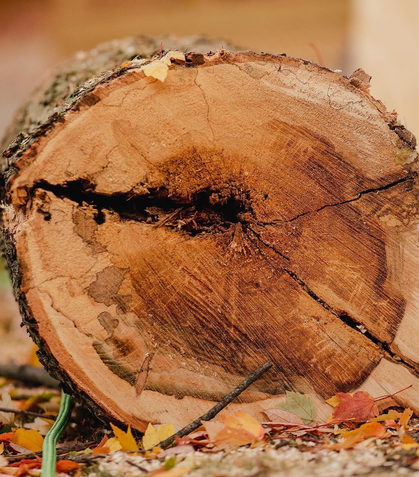  for Timber Ninja Service in Lexington, KY