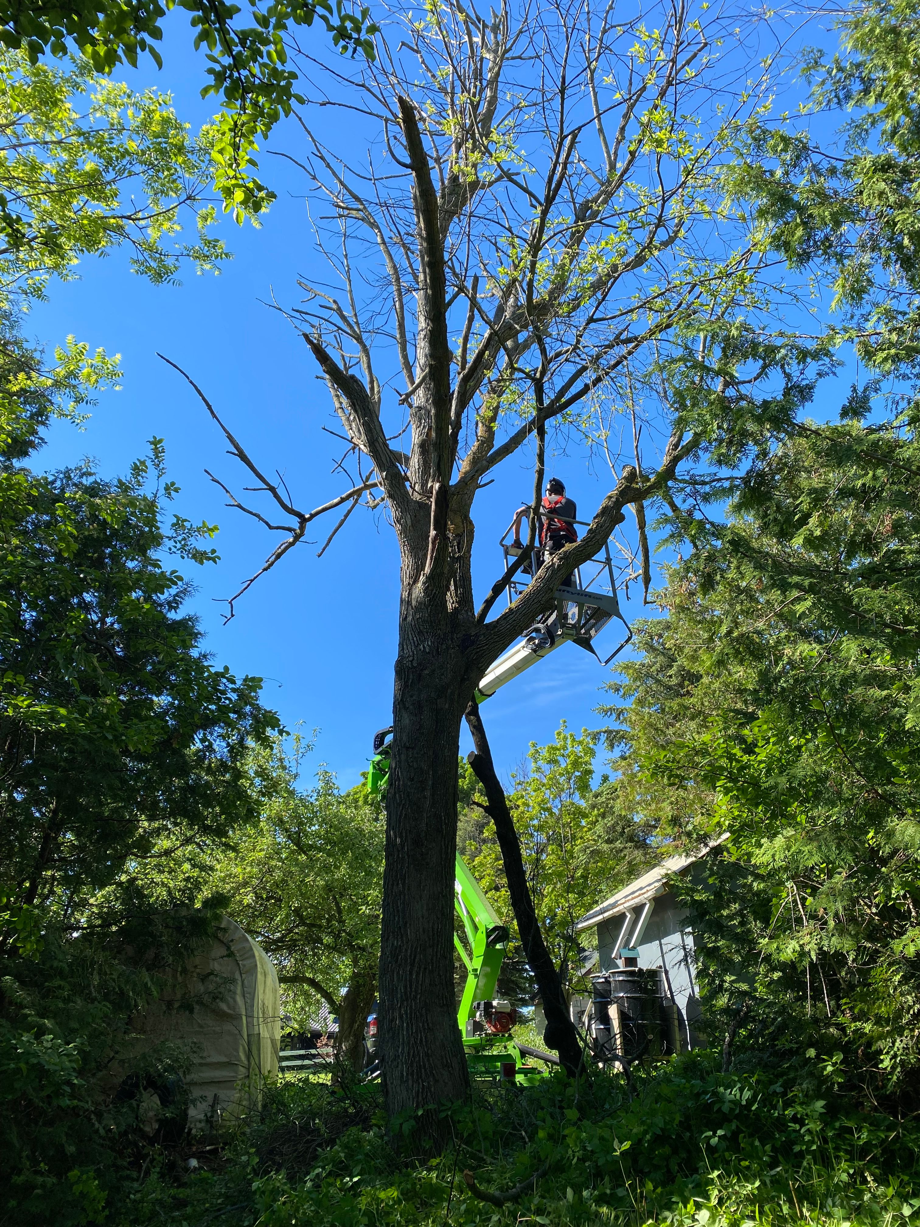 Tree Removal for Bear Creek Tree Service LLC in Rudyard, MI