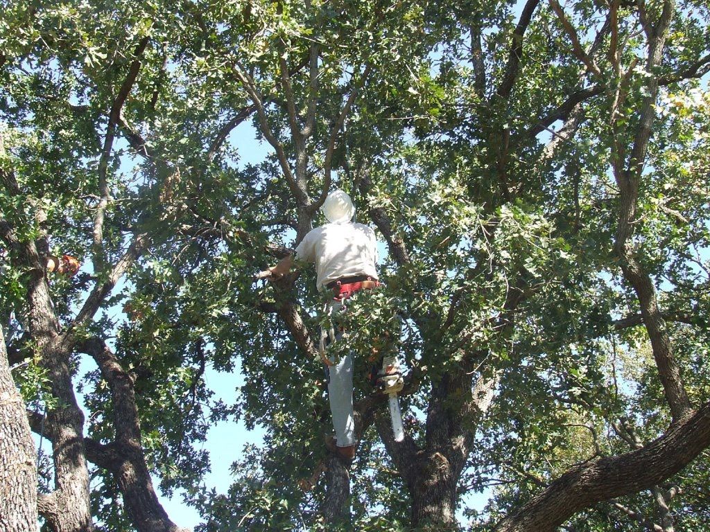  for TLC Professional Tree Service in Bedford, TX