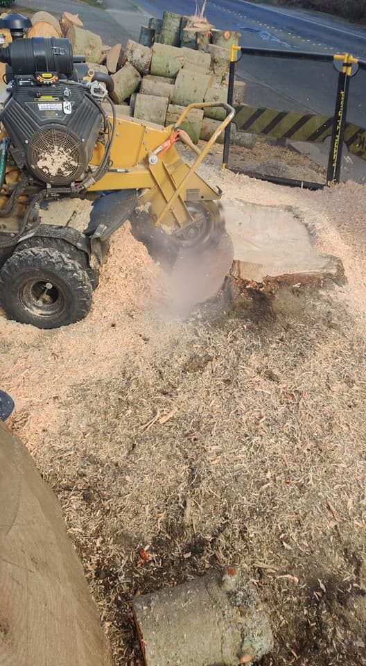 Tree Removal for A&J WA Tree Services in Kent, WA
