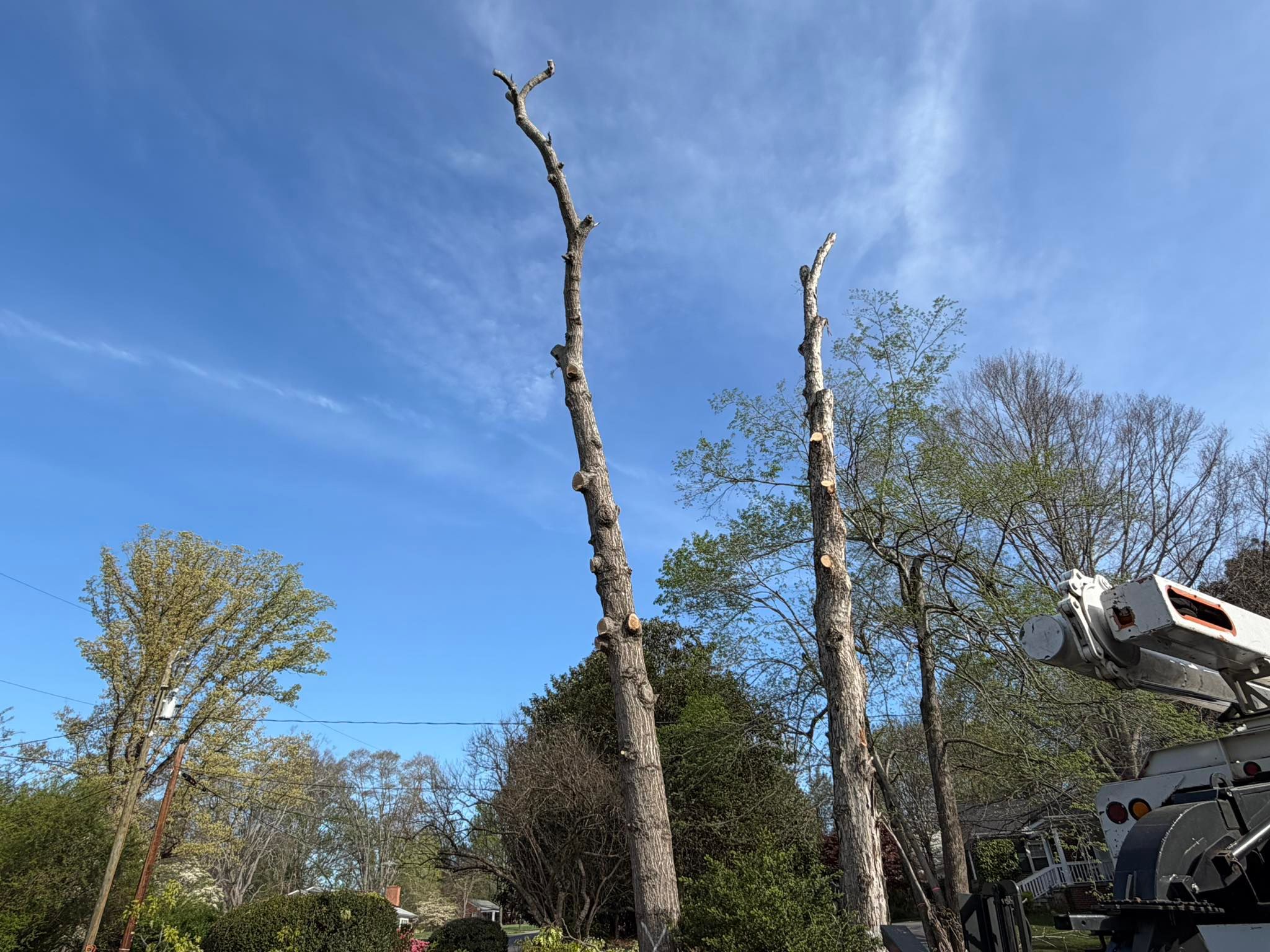  for ABC Tree Service in Dobson, NC
