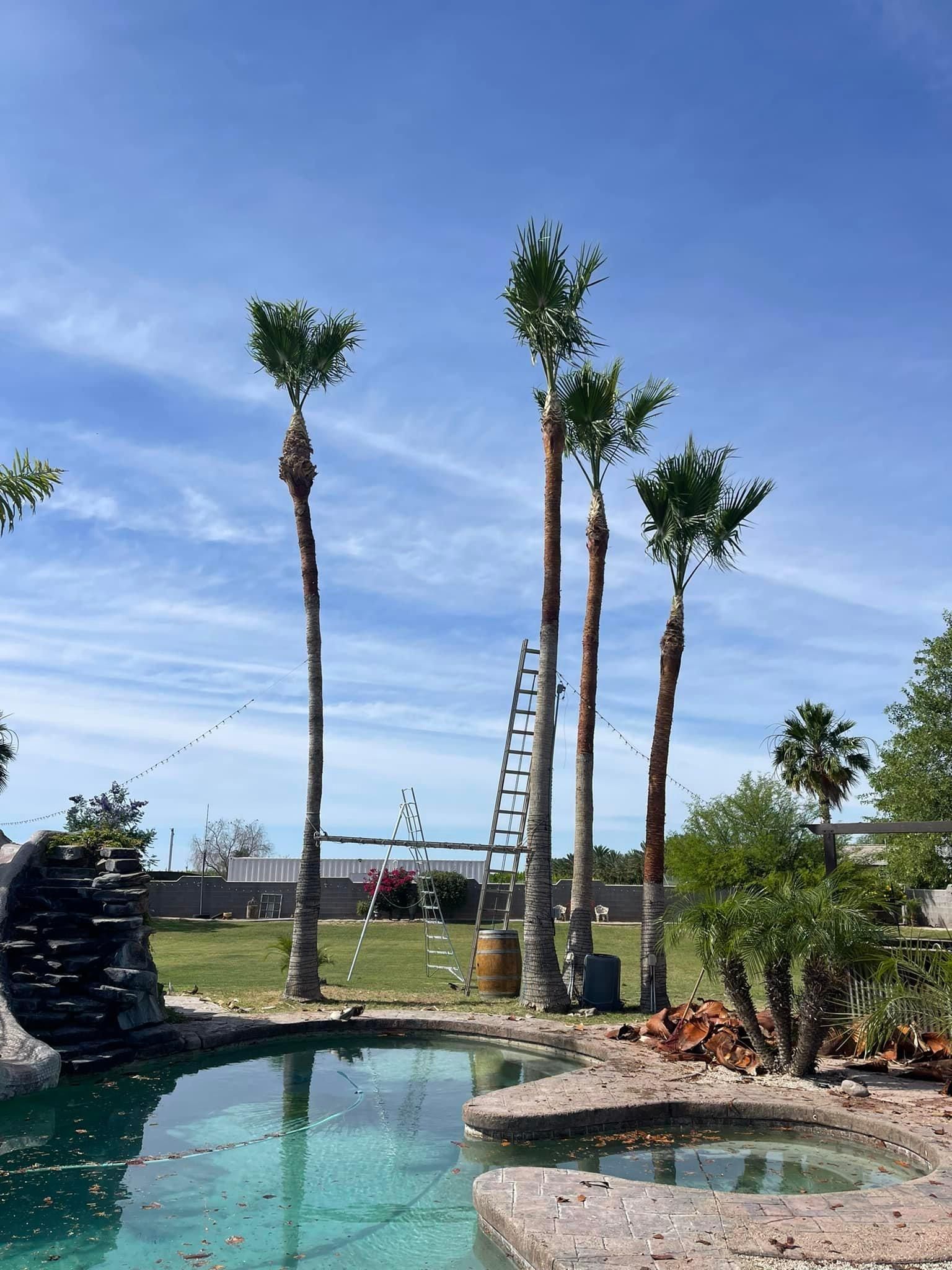  for Oliver L. Palm & Tree services in Yuma County, AZ