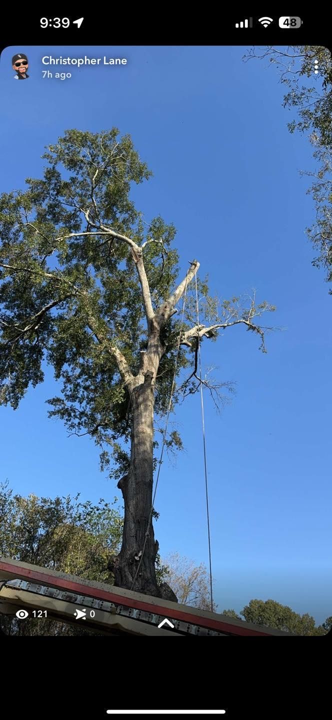  for Morace Tree Service in Natchez,,  MS