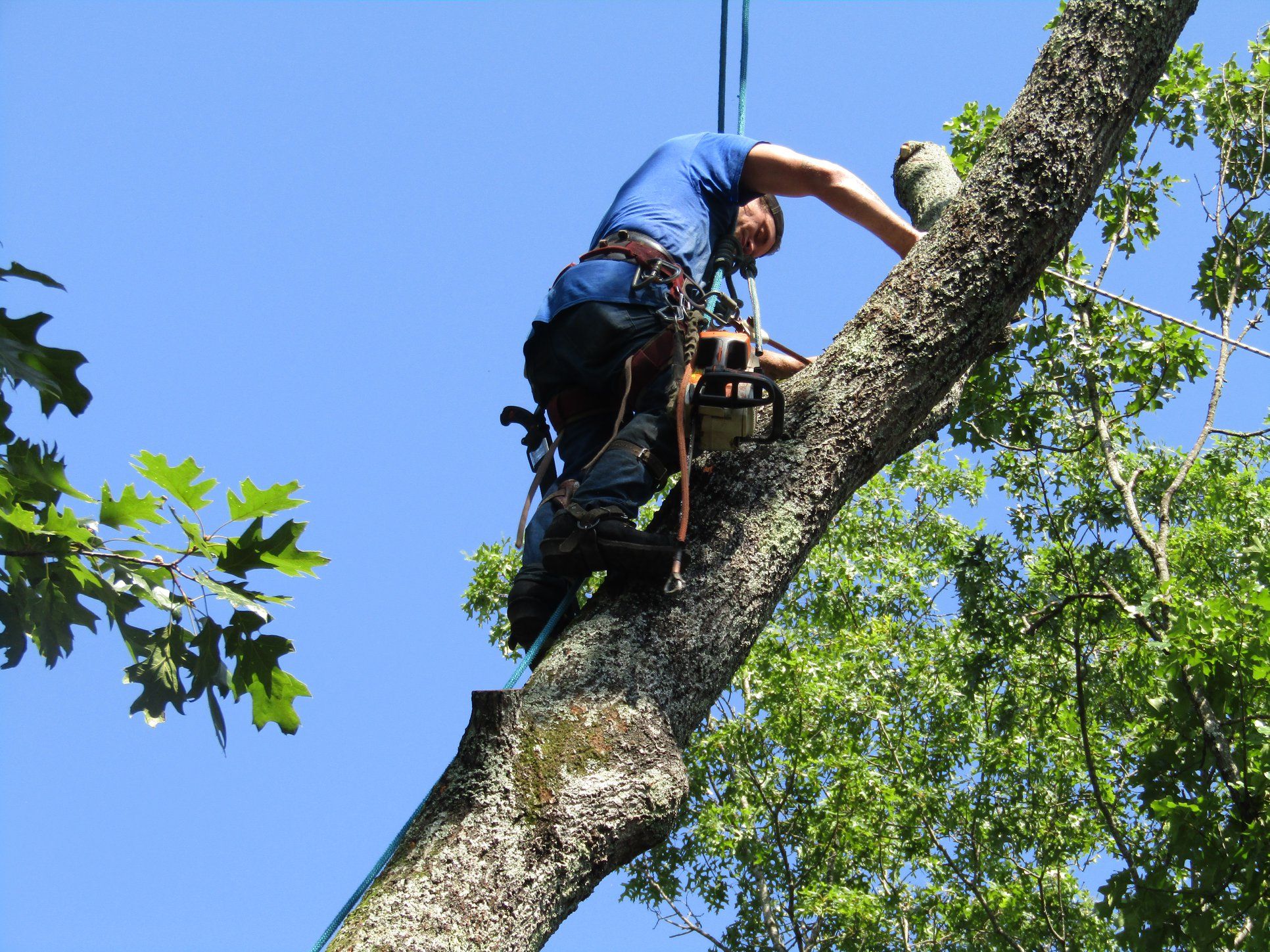  for Professional Tree Service USA in Chattanooga, TN
