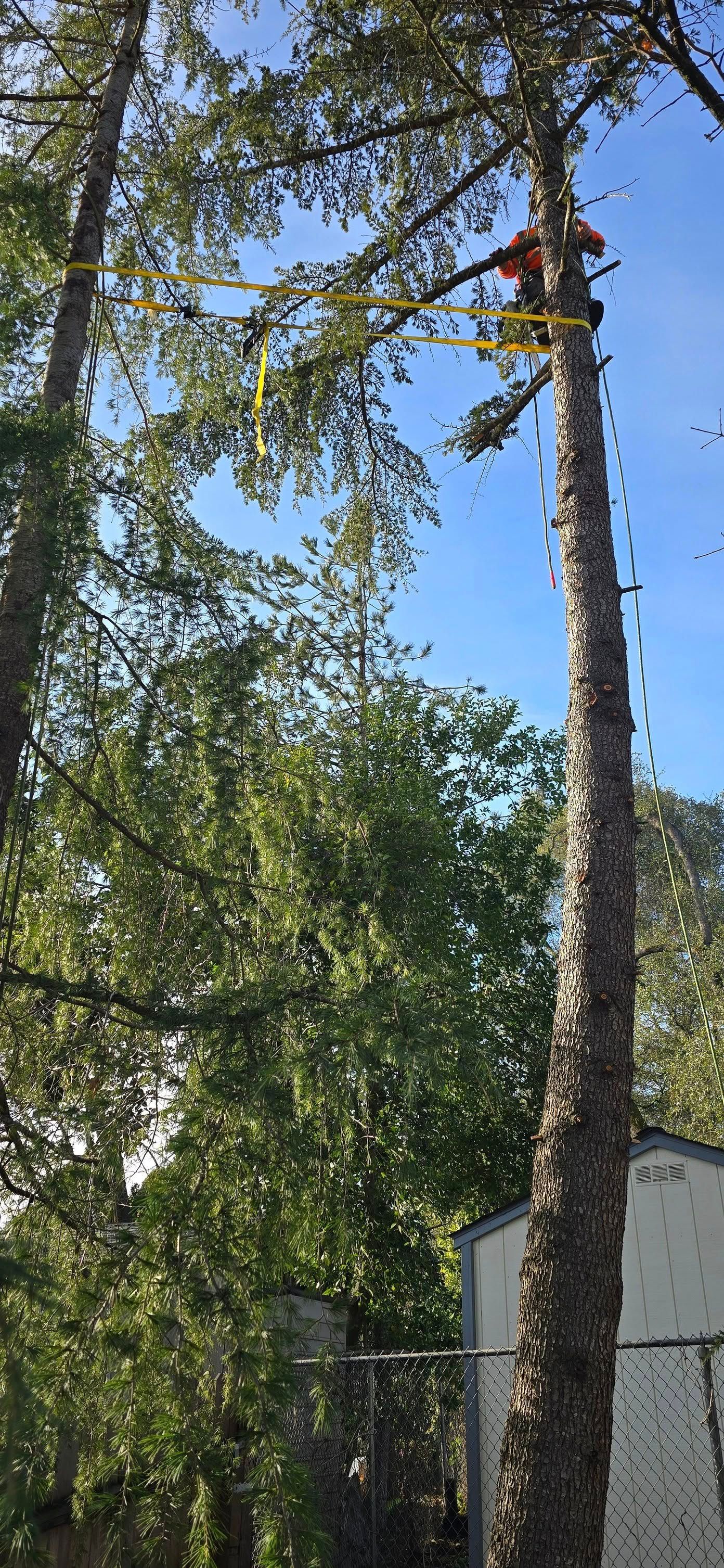  for George Staddan's Professional Tree Care in Placerville, CA