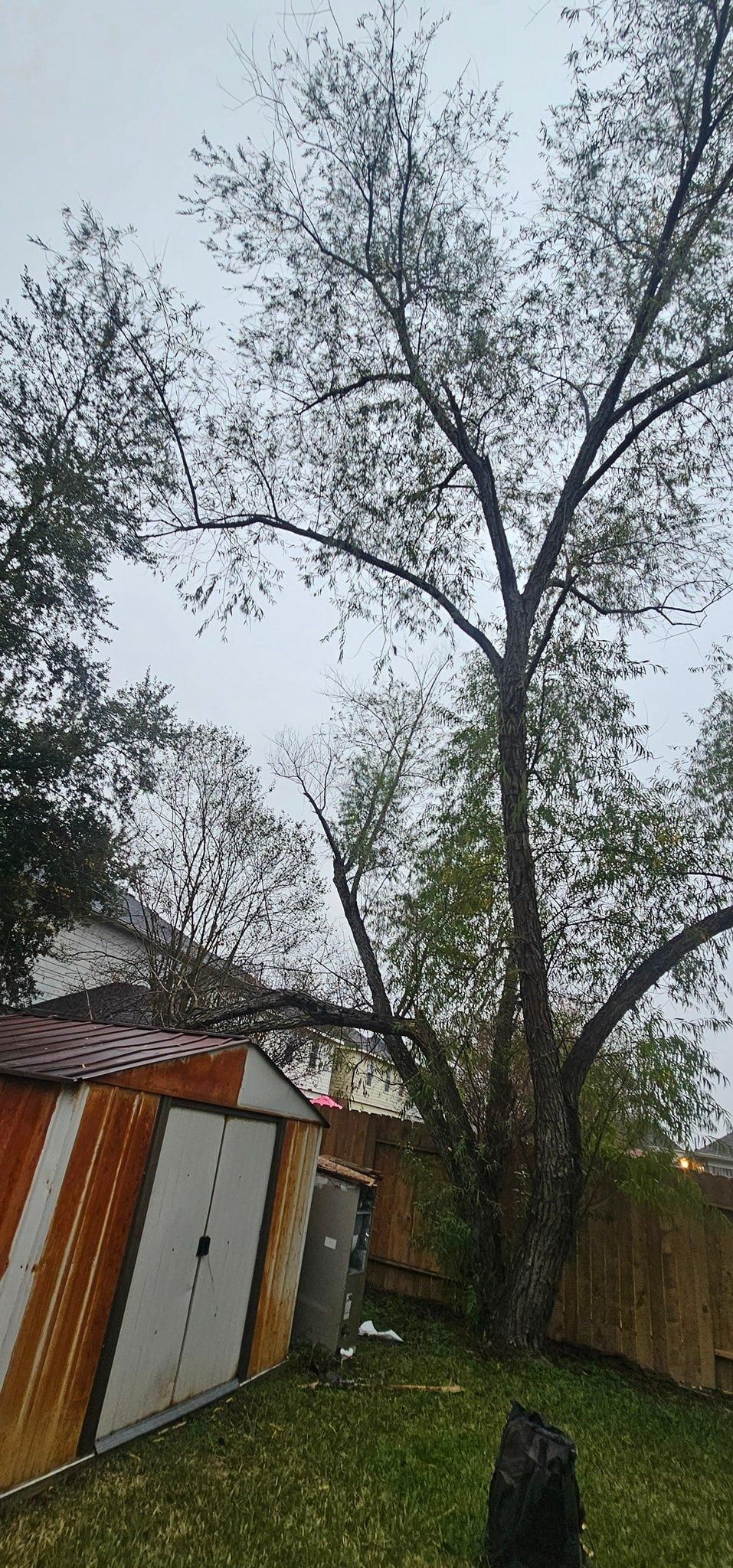  for Servin's Tree Care  in Houston, TX