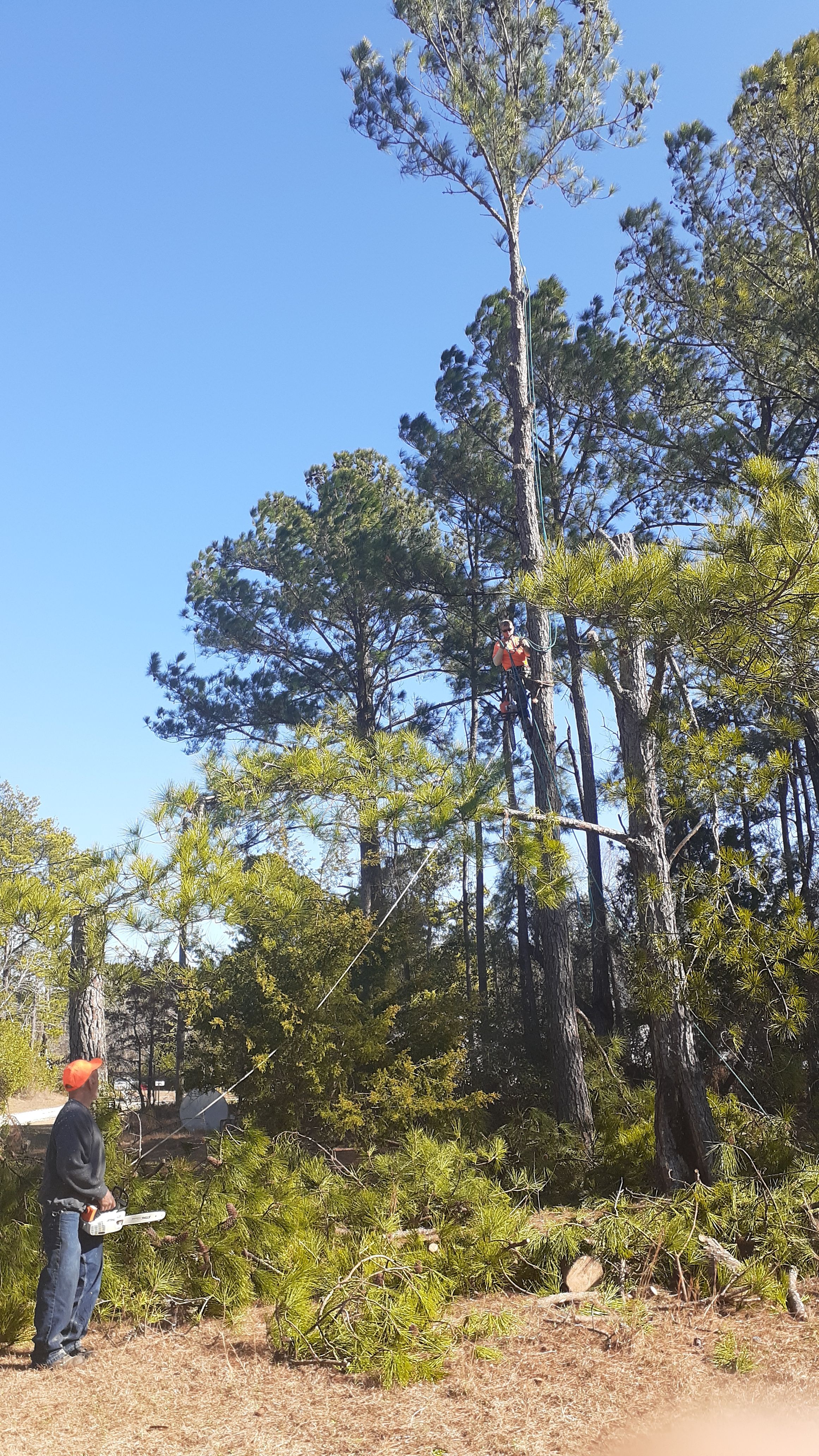  for Professional Tree Service USA in Chattanooga, TN