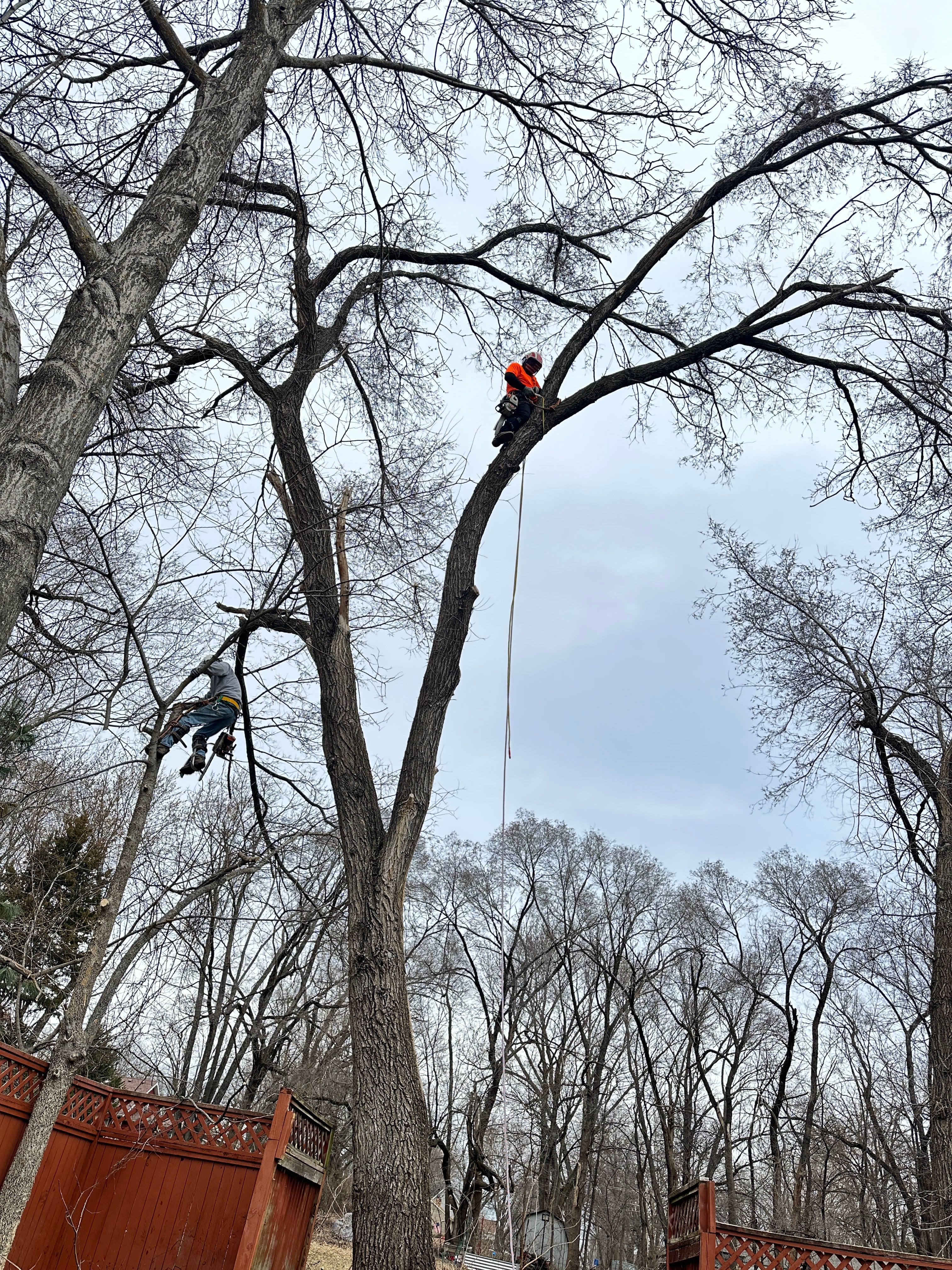 All Photos for Cross Family Tree Service in Kearney, MO