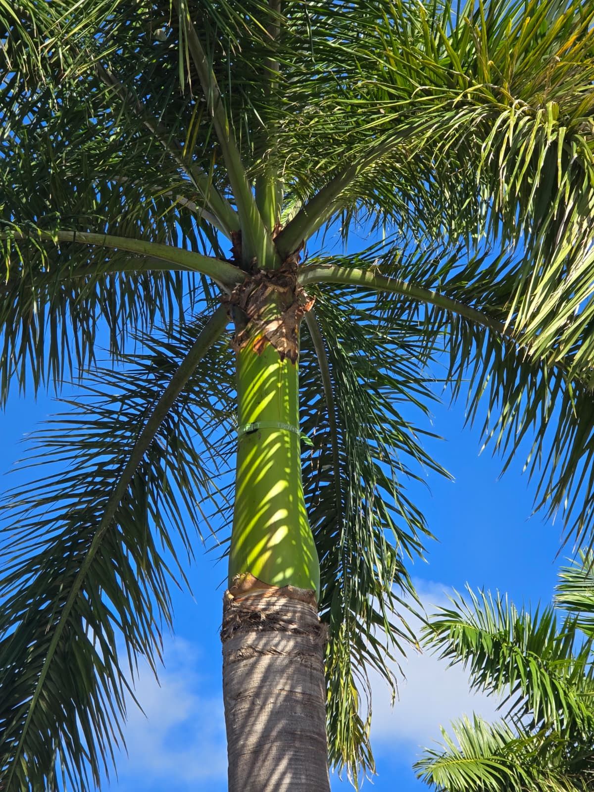 Palm Strapping for Bridgewater Arbor Care in Jupiter, FL