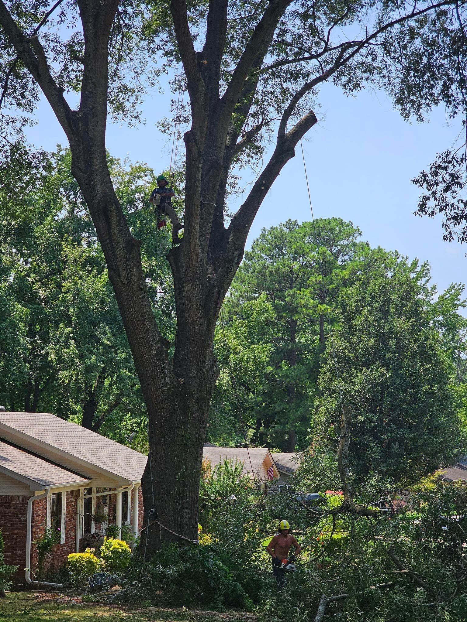  for Millers Tree Service in Saline County, AR