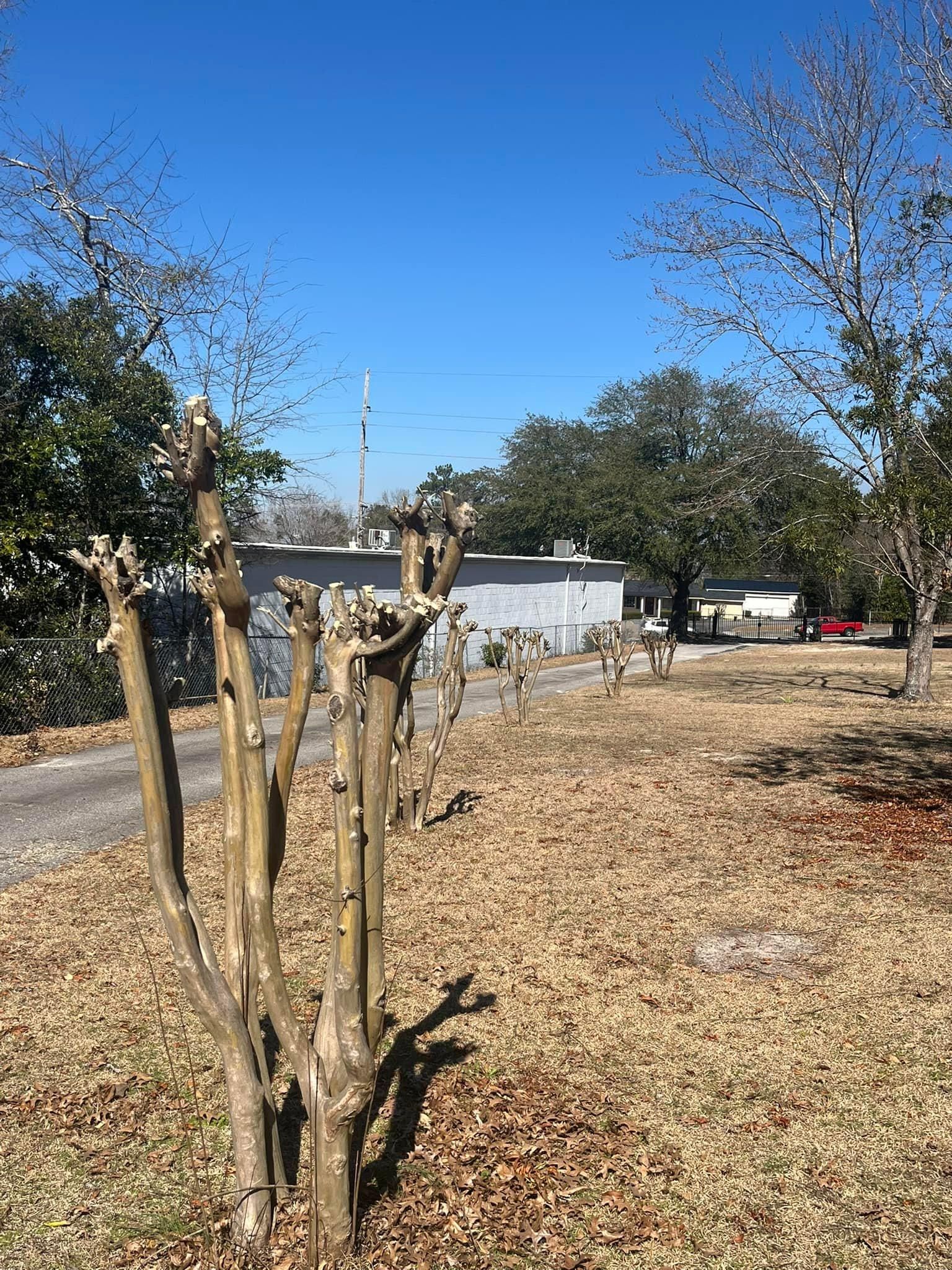  for Otis Lee Stump Grinding LLC in Elgin, SC