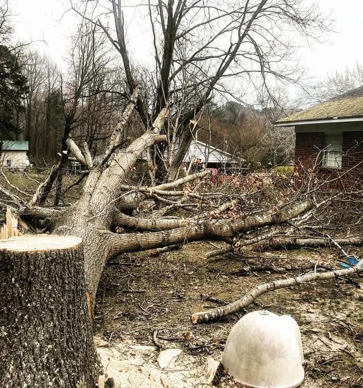  for Millers Tree Service in Saline County, AR