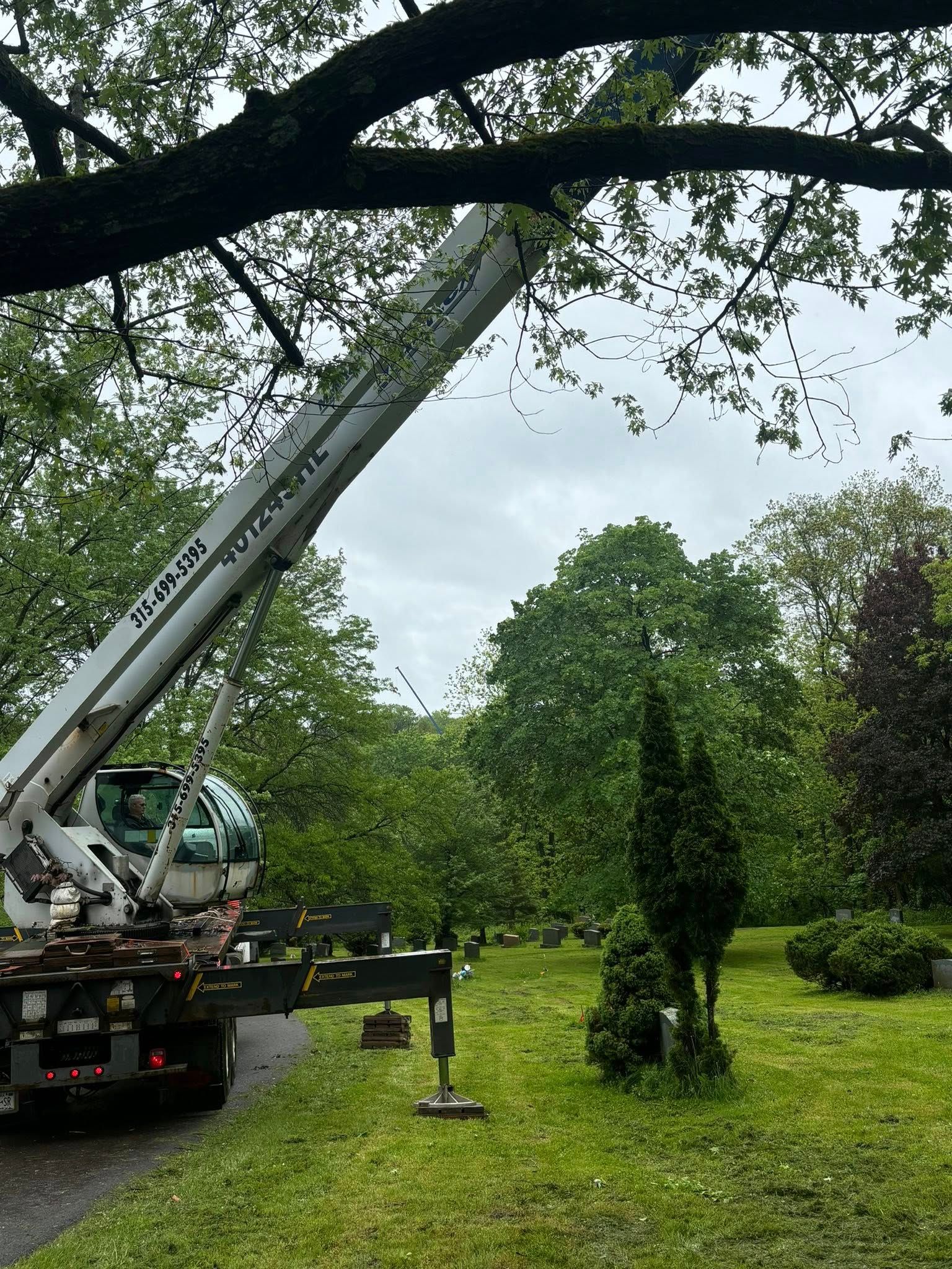  for T's Trees in Albany, NY