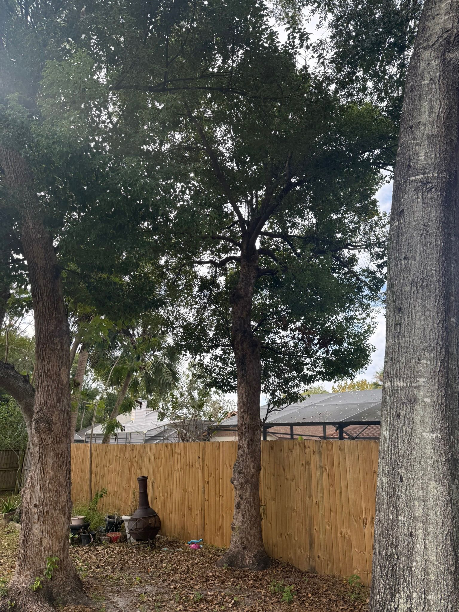  for Amerigrown Tree And Lawn in Apopka, FL