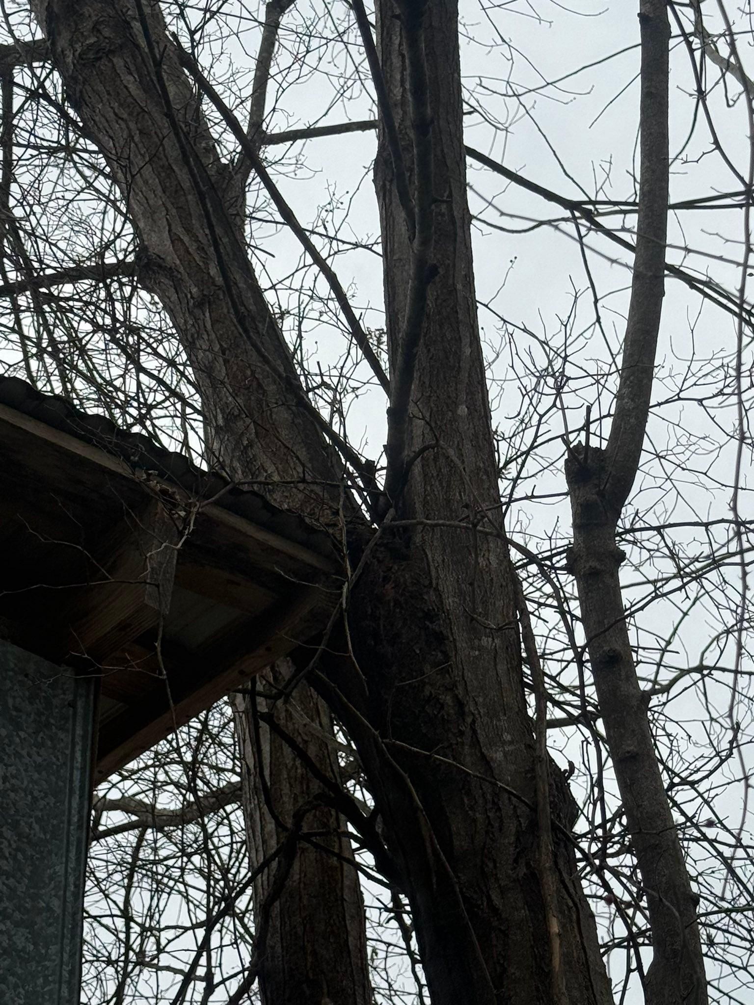  for Chiles Lawn & Landscaping in Gordonsville, VA