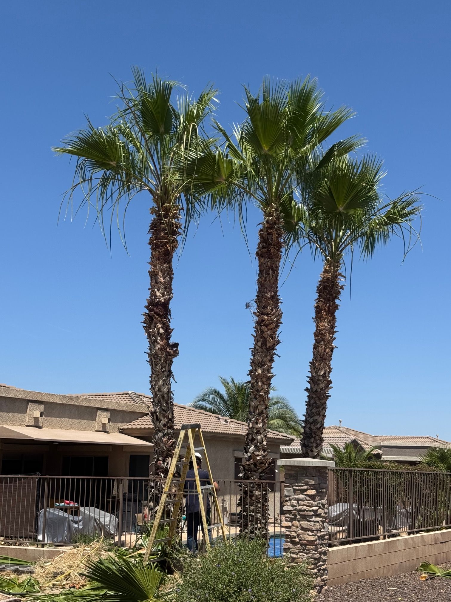  for Patriot Tree Service in Mesa, AZ