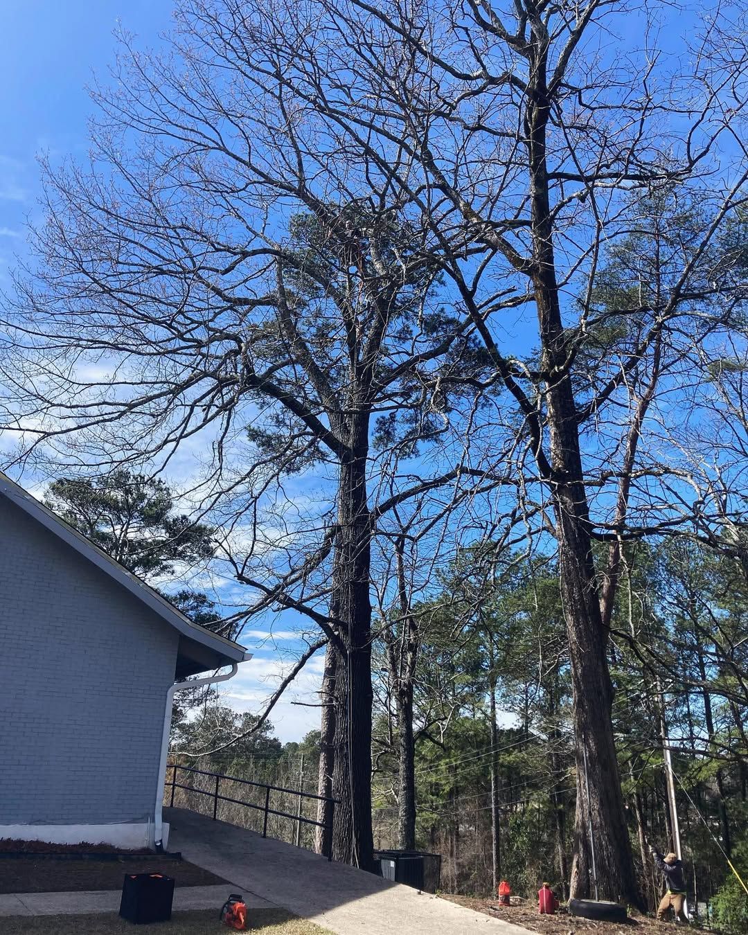  for Kingdom Tree Cuts in Birmingham, AL