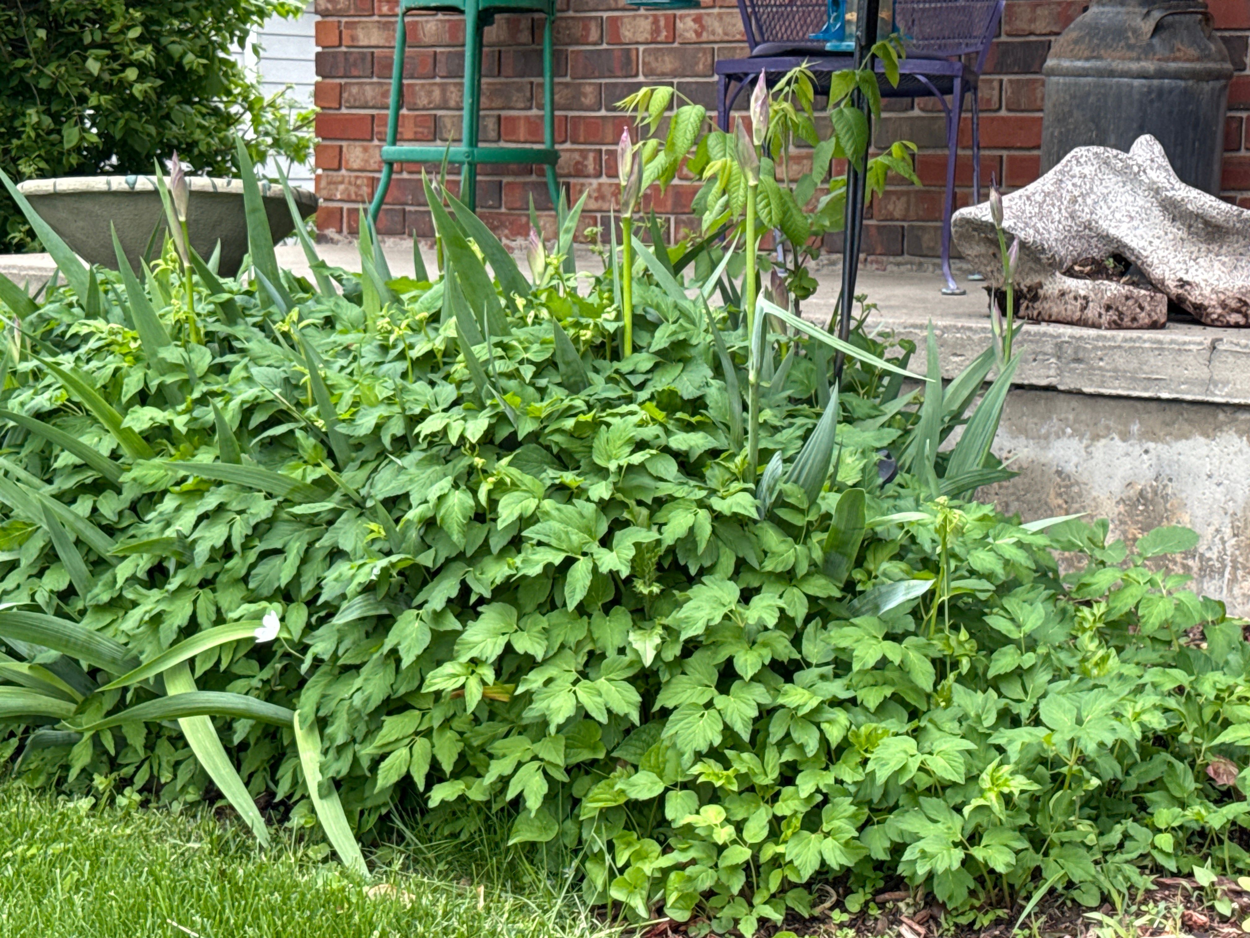  for Perfect Lawn Solutions LLC in Marshall, WI