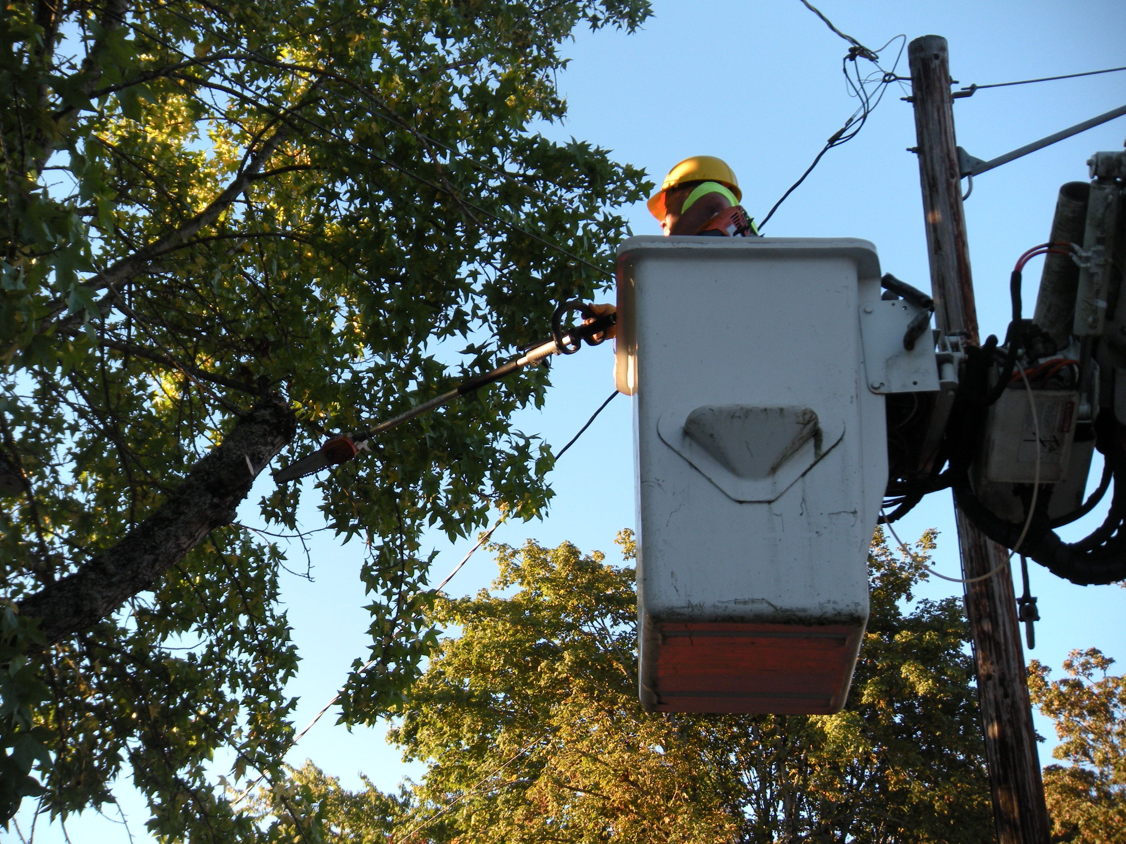 Tree trimming  for Willamette Landscaping and Tree Services in Albany, OR
