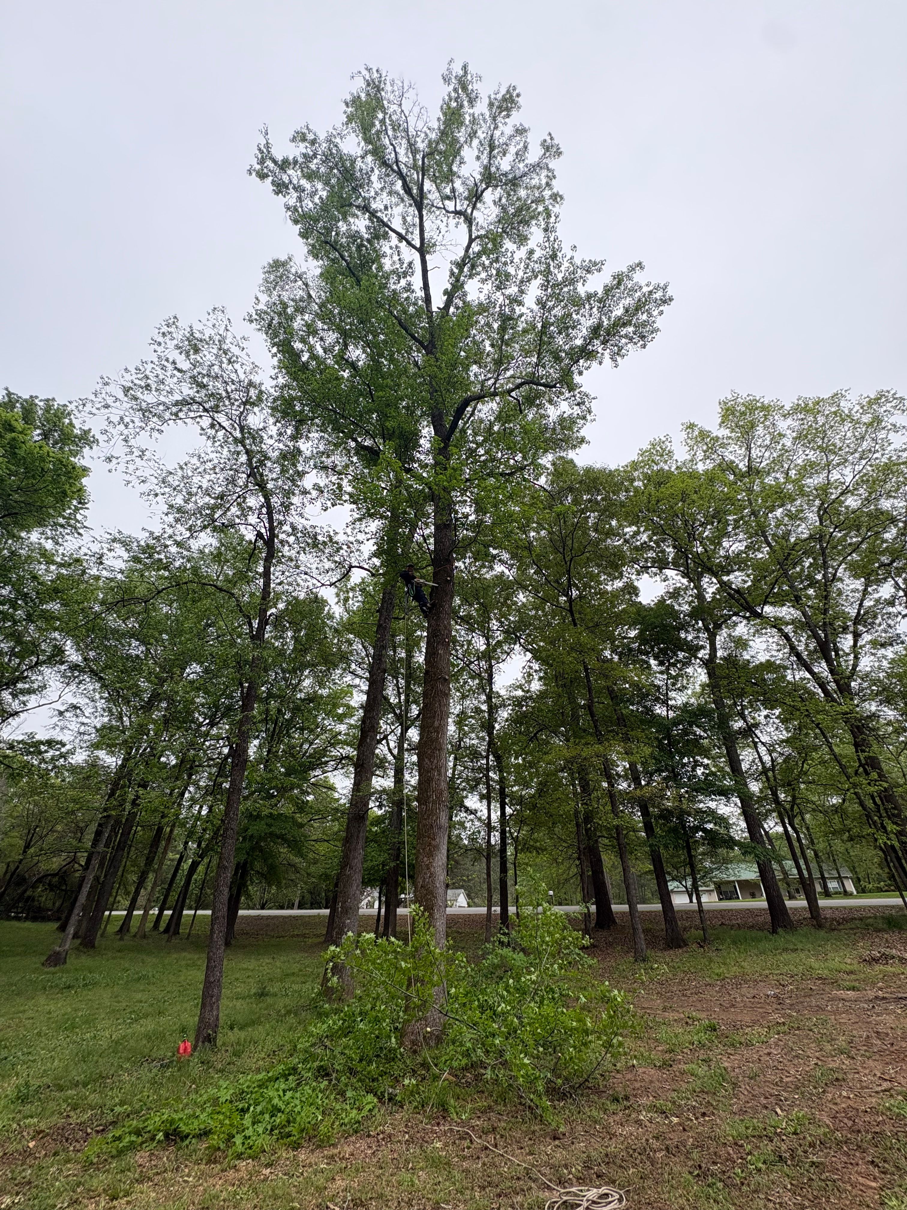  for T N L - Tree and Land Service in Reynolds, GA