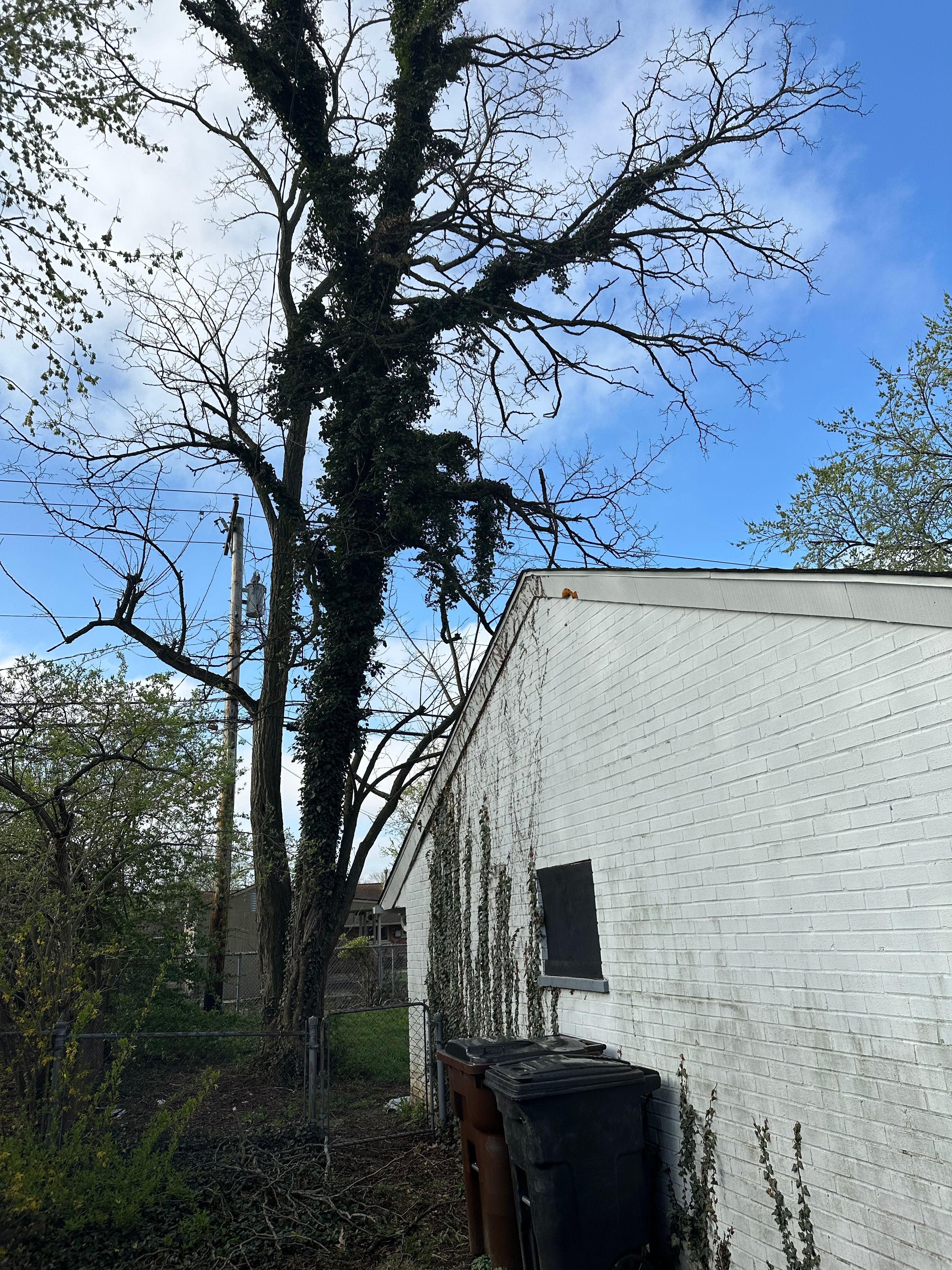 All Photos for Pro Tree Trim & Removal, Llc in Dayton, OH