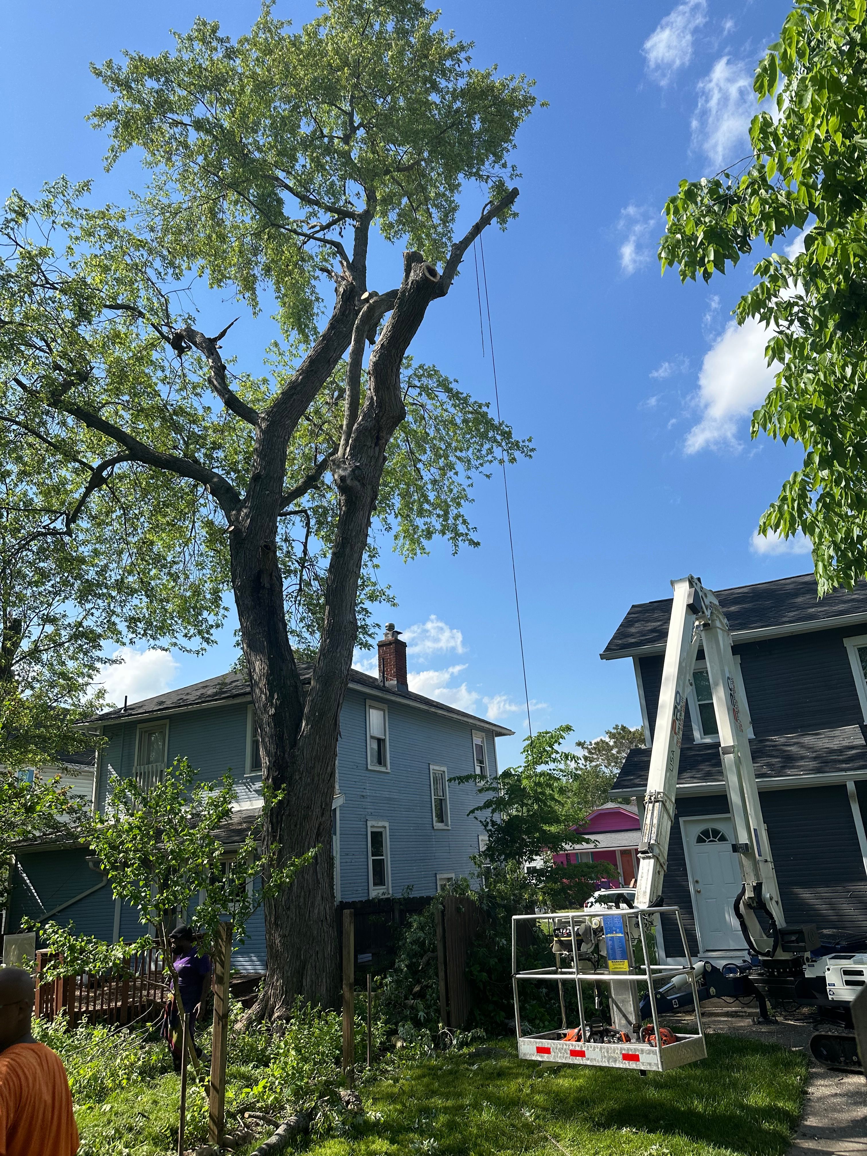 All Photos for Pro Tree Trim & Removal, Llc in Dayton, OH