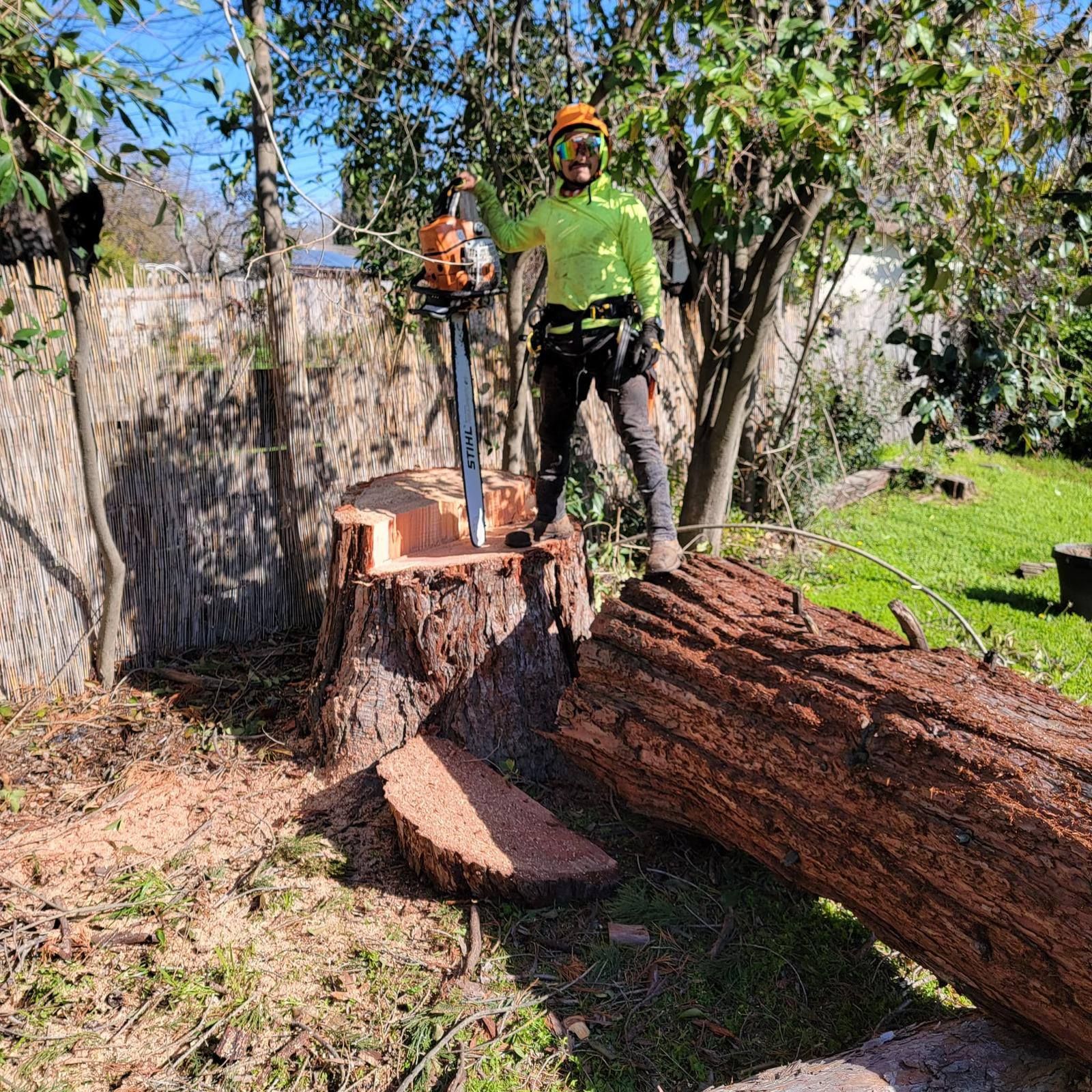 Tree Removal for Sammy's Tree Services in Rancho Cordova, CA