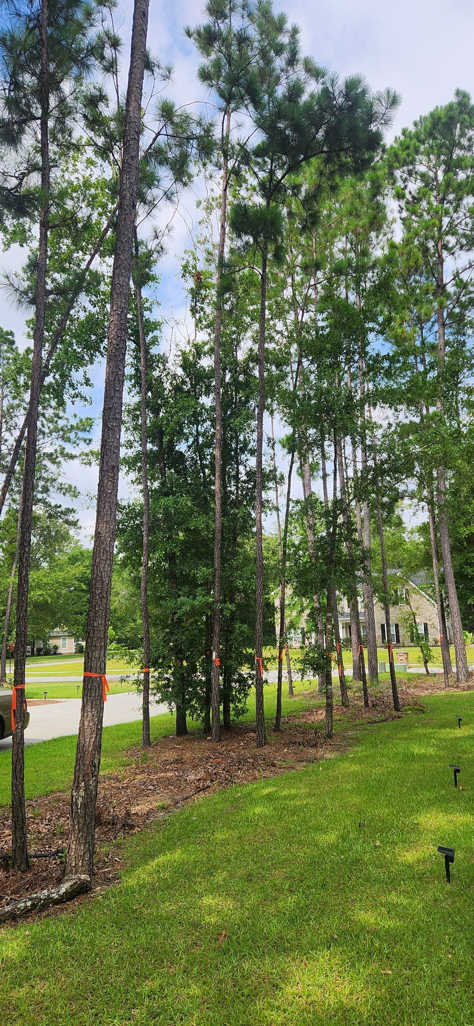 Tree Removal for Hawkins Tree Service & Land Management in Richmond Hill, GA