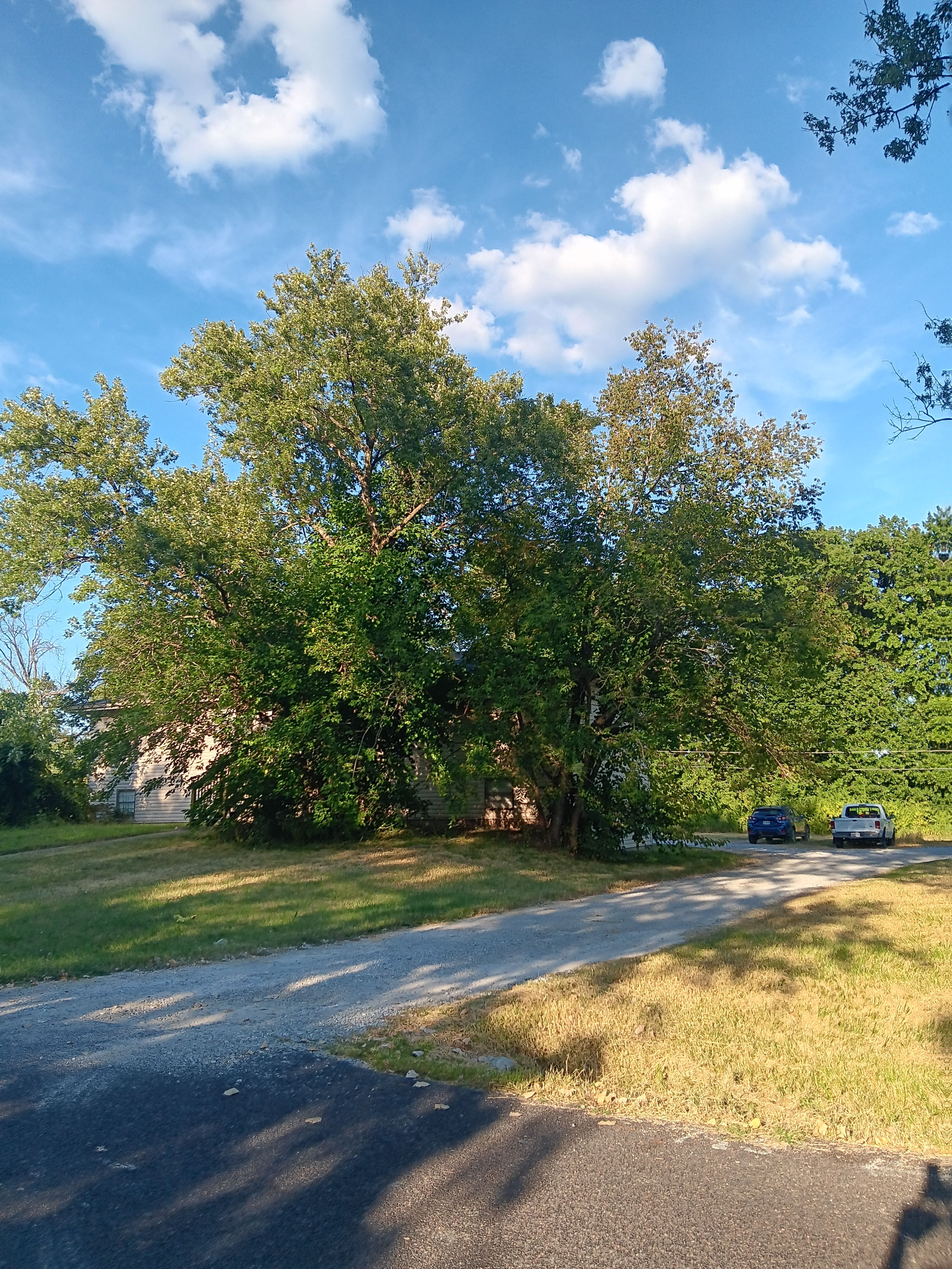  for Sky High Tree Service in Columbia, MO