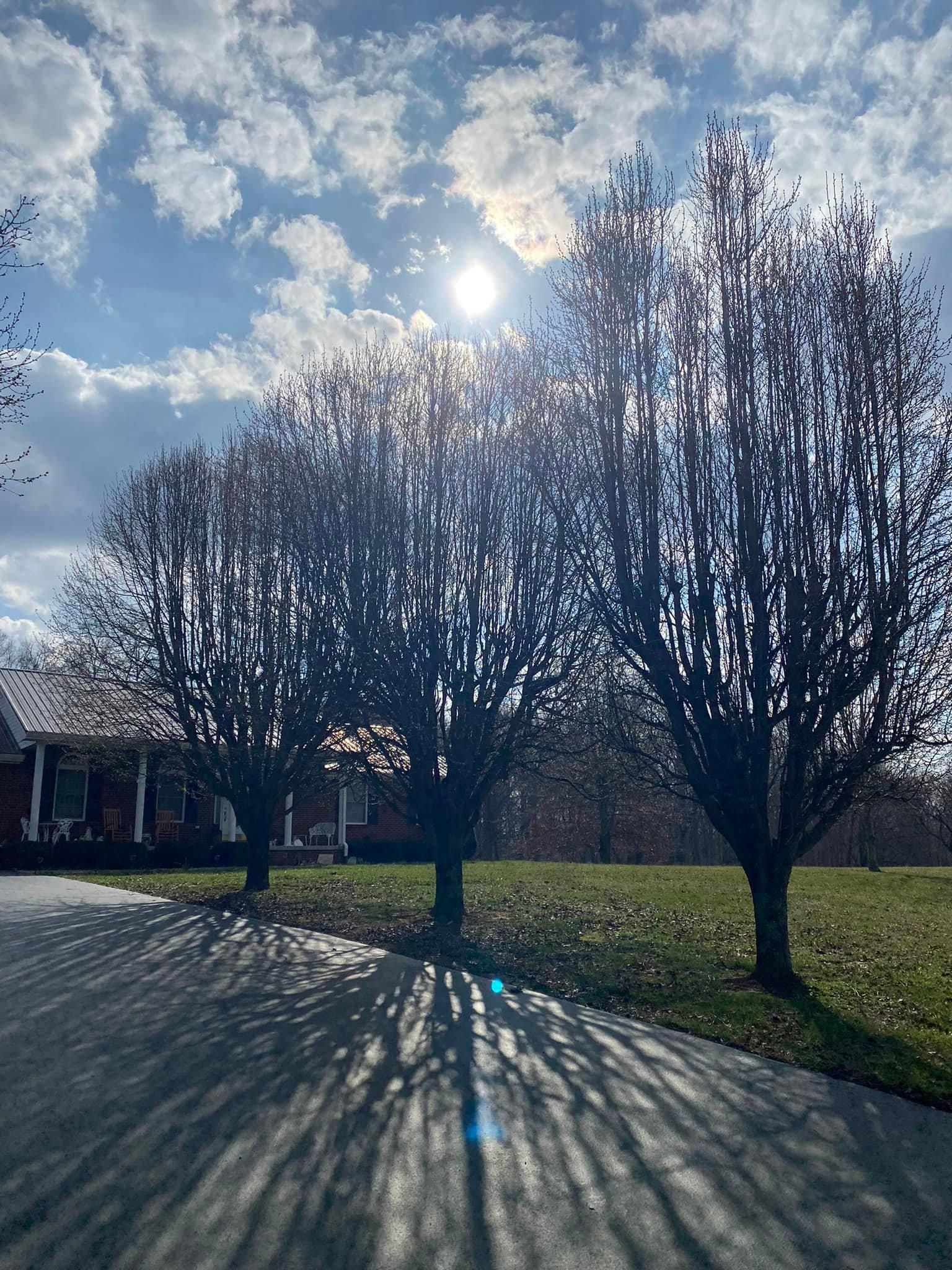 Tree Removal for Atwood’s Tree Care in Liberty,  KY