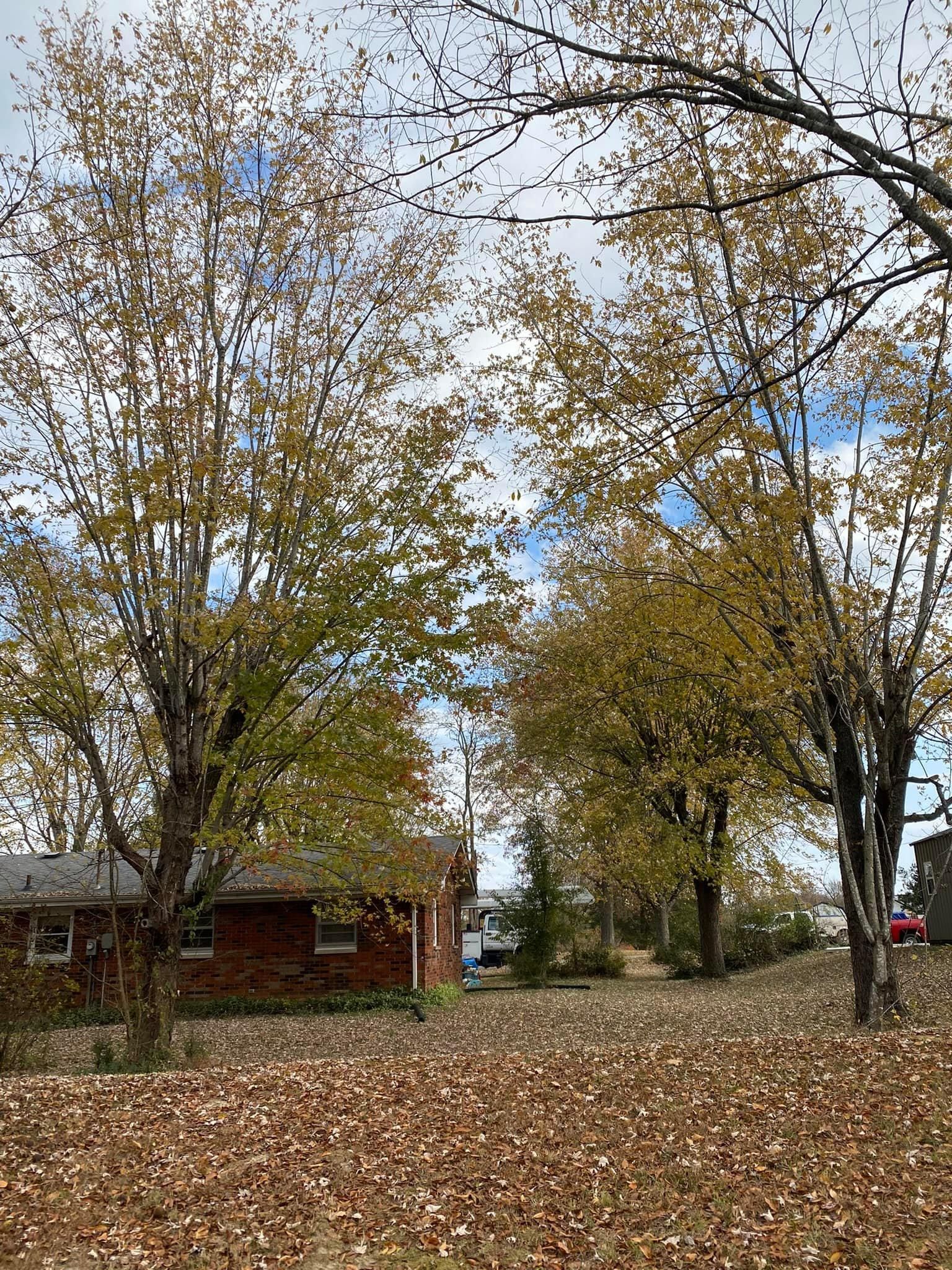 Fall and Spring Clean Up for Atwood’s Tree Care in Liberty,  KY