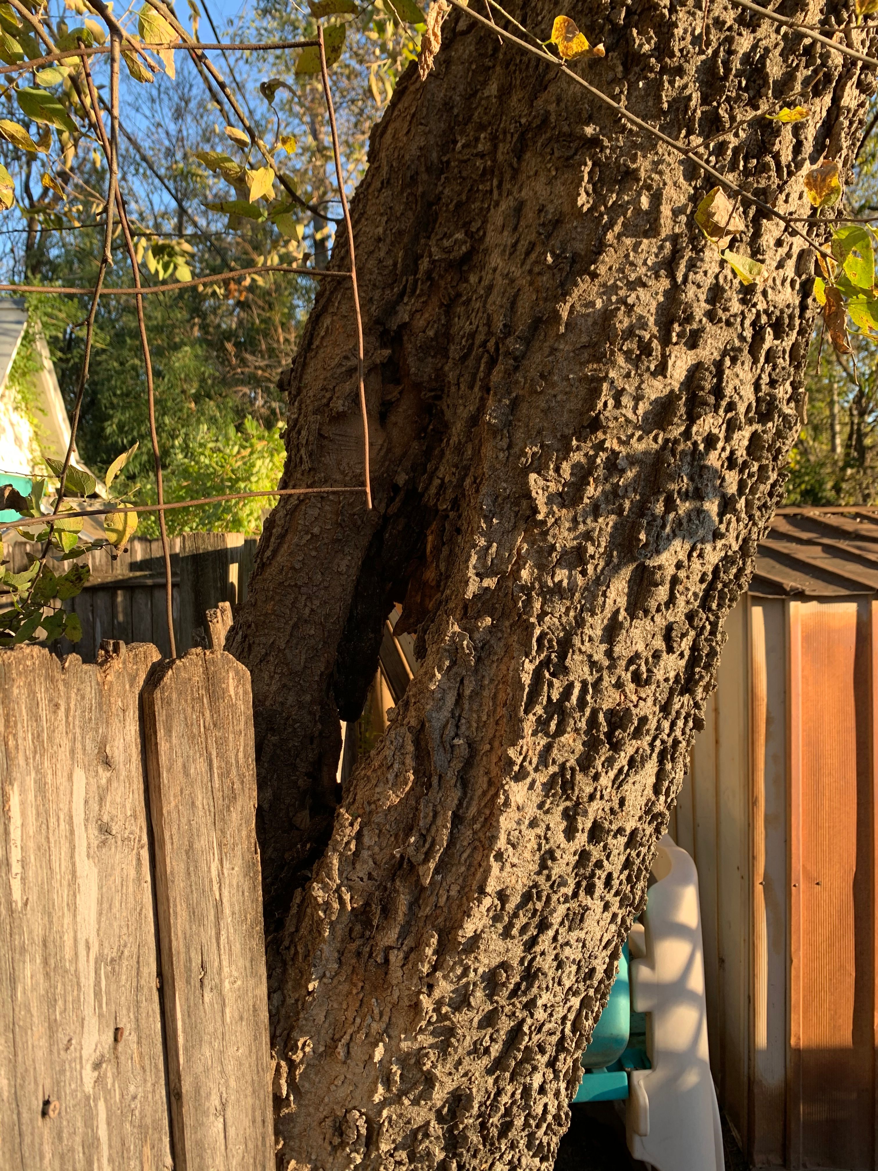  for TLC Professional Tree Service in Bedford, TX