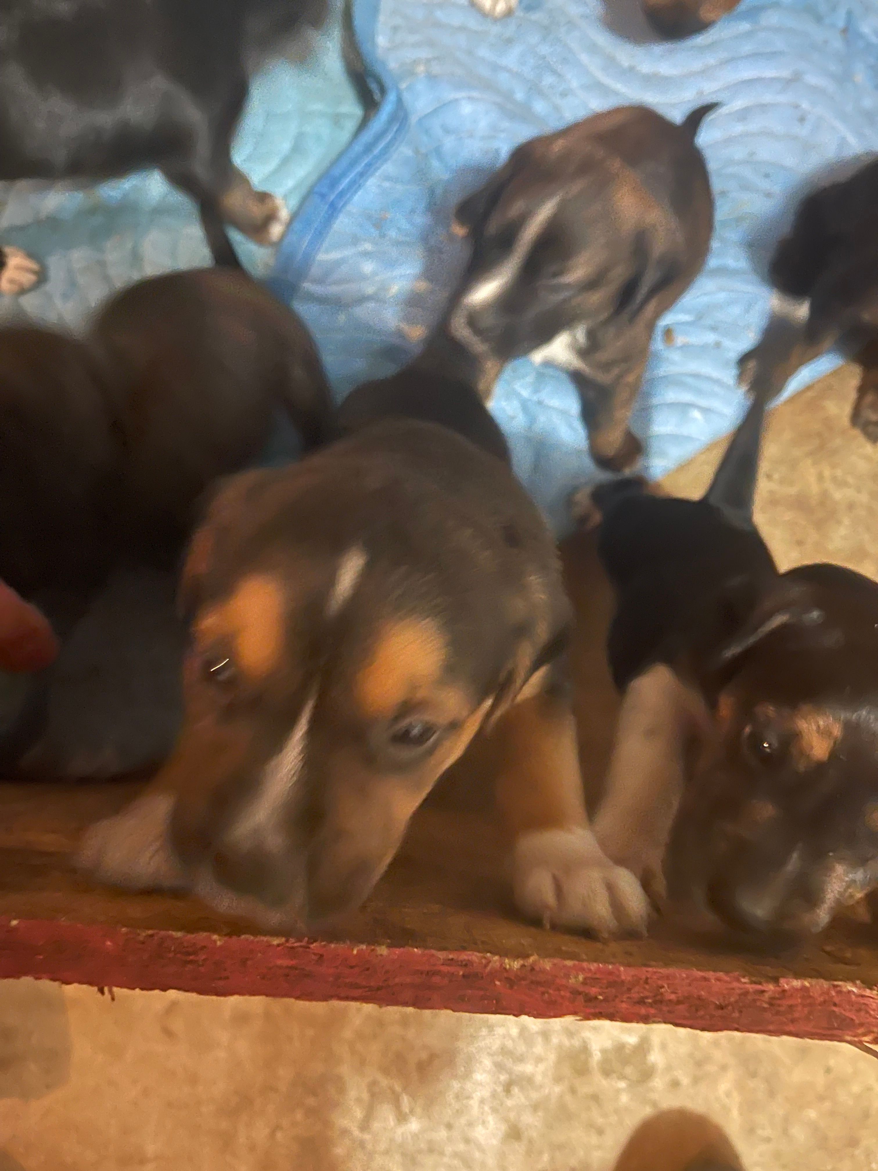  for DDH Custom Home Improvement in Atlanta, Georgia