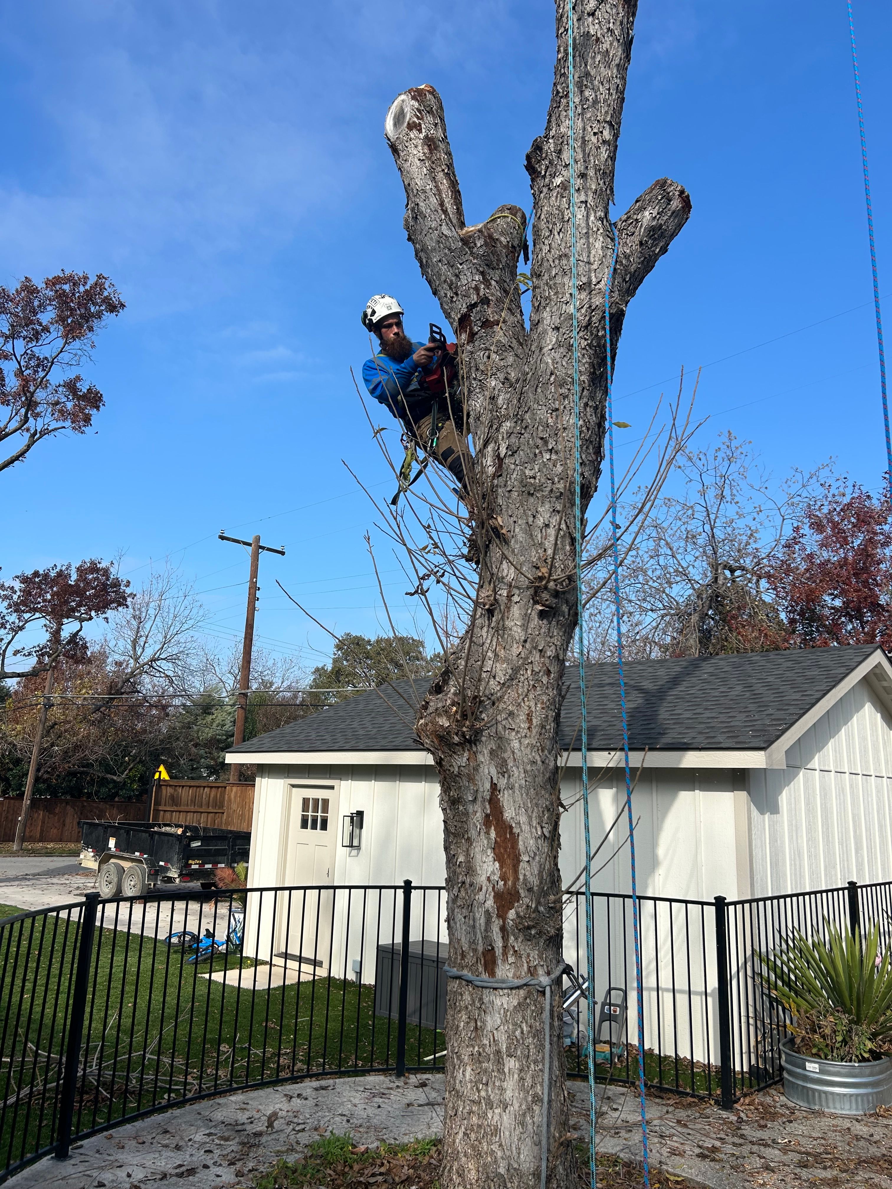 All Photos for Blu-J Tree Care in Arlington, TX