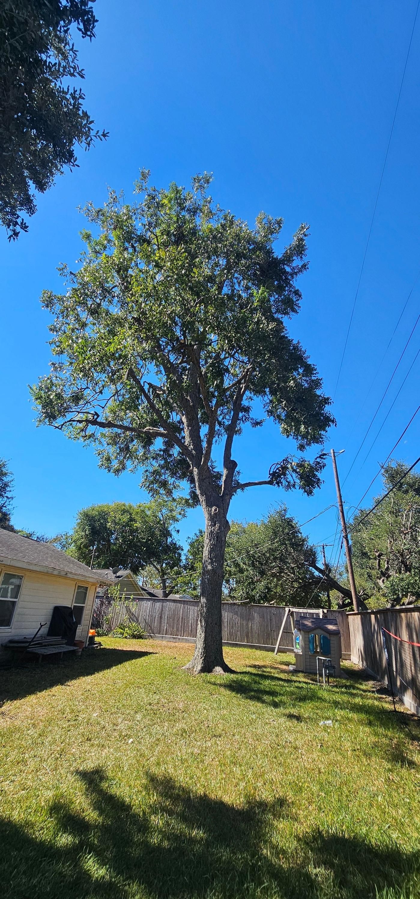  for Servin's Tree Care  in Houston, TX