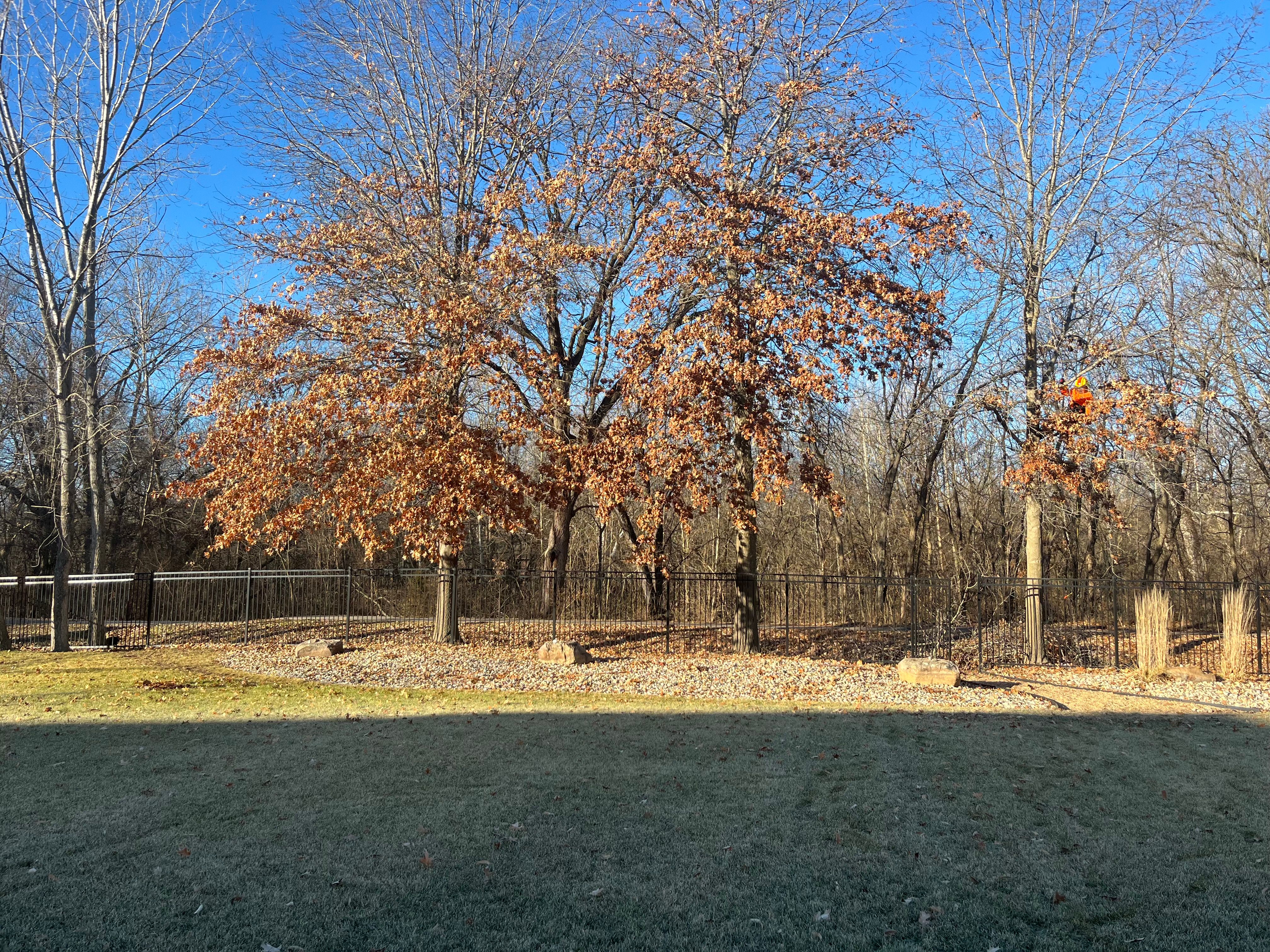 All Photos for Cross Family Tree Service in Kearney, MO