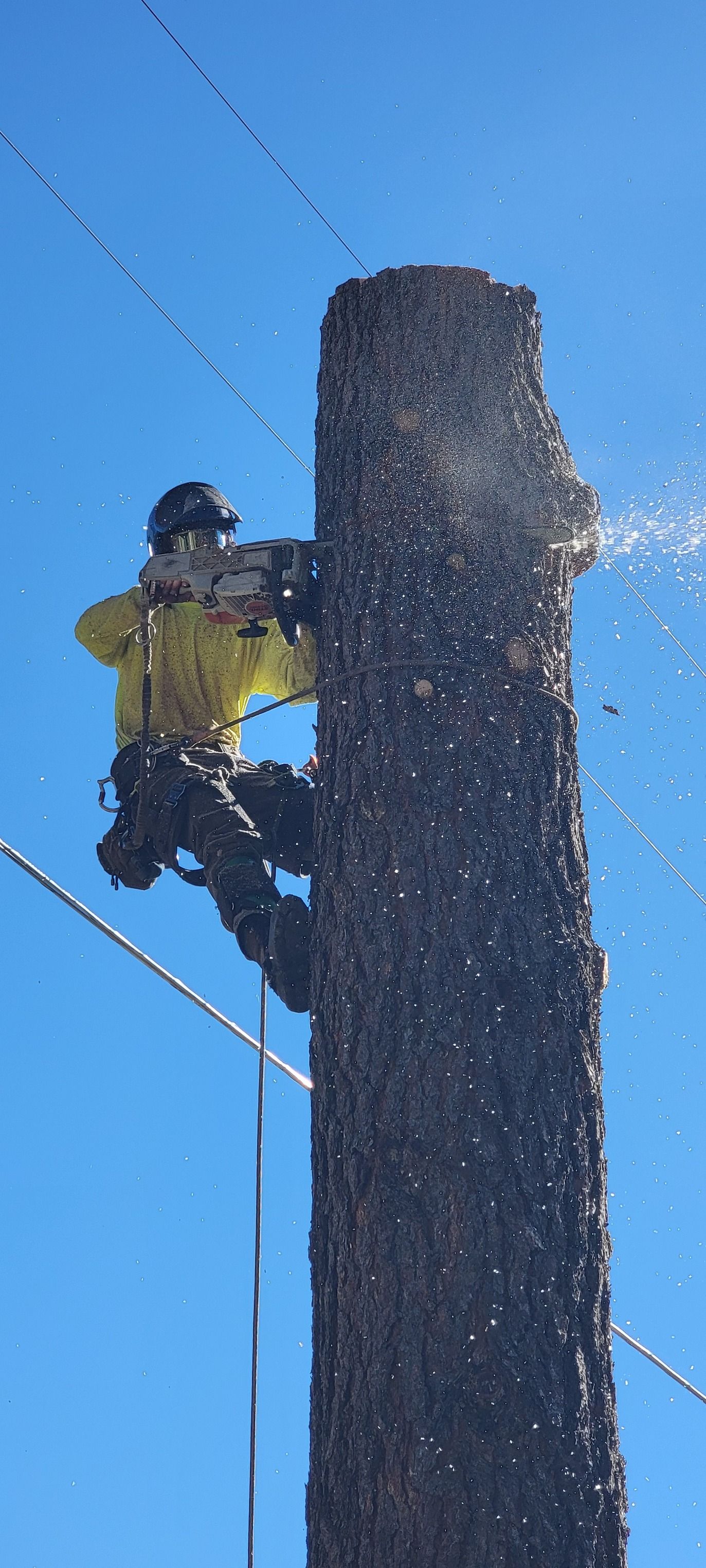  for StockPro Tree Specialists in Show Low, AZ