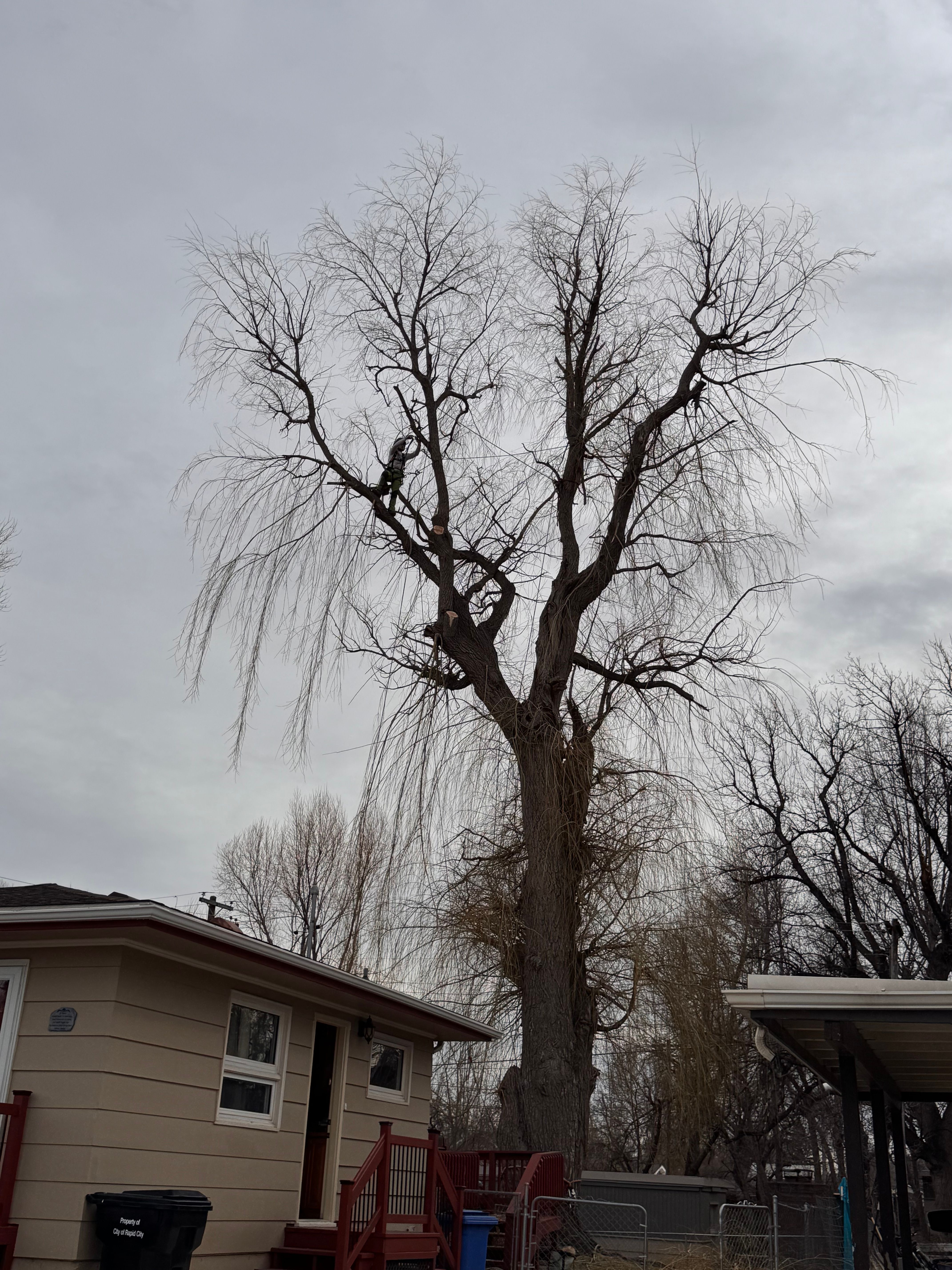  for Elevated Tree Care in Gillette, WY