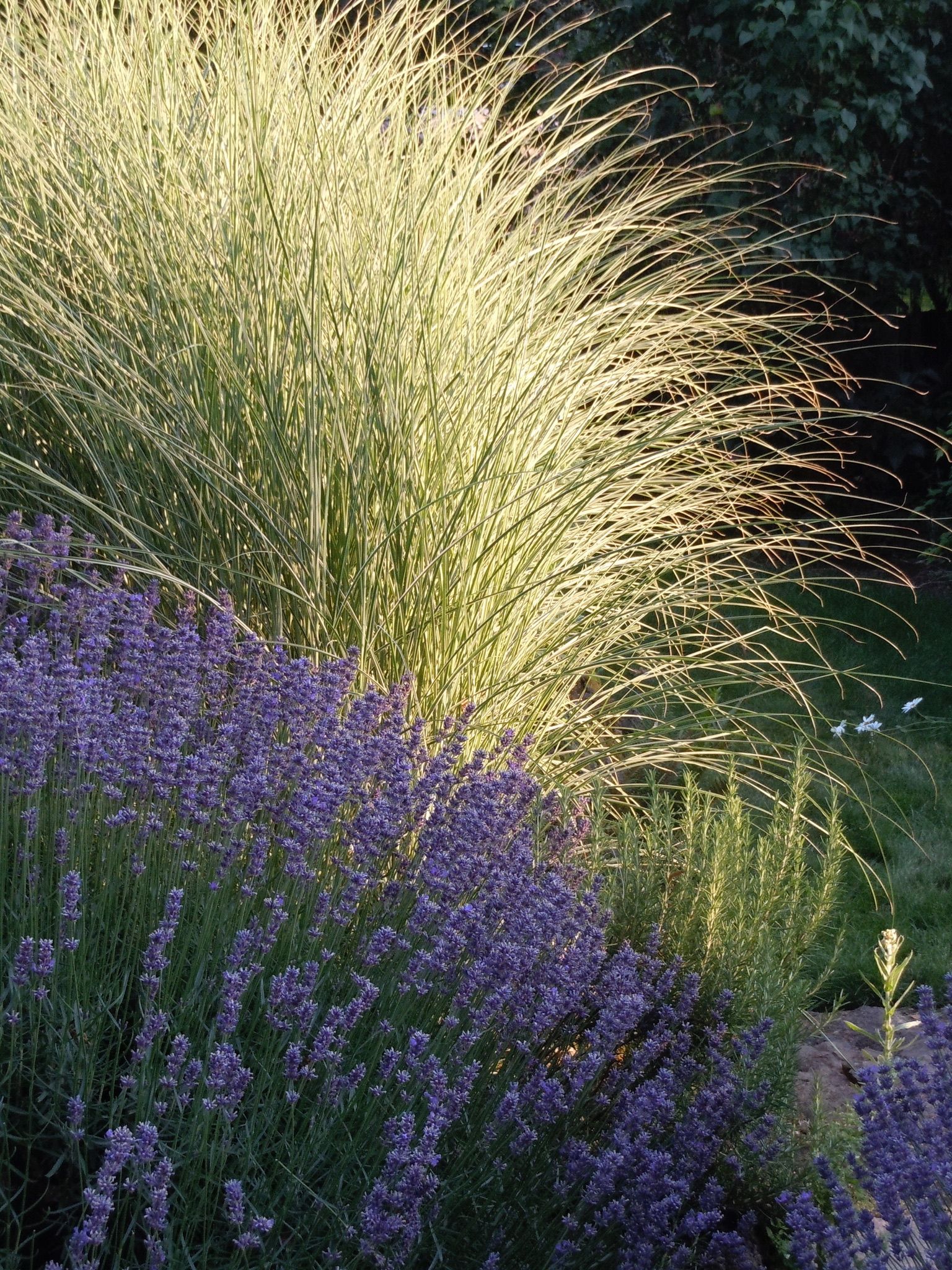  for Courtney Lewis Landscape Design in Portland, OR