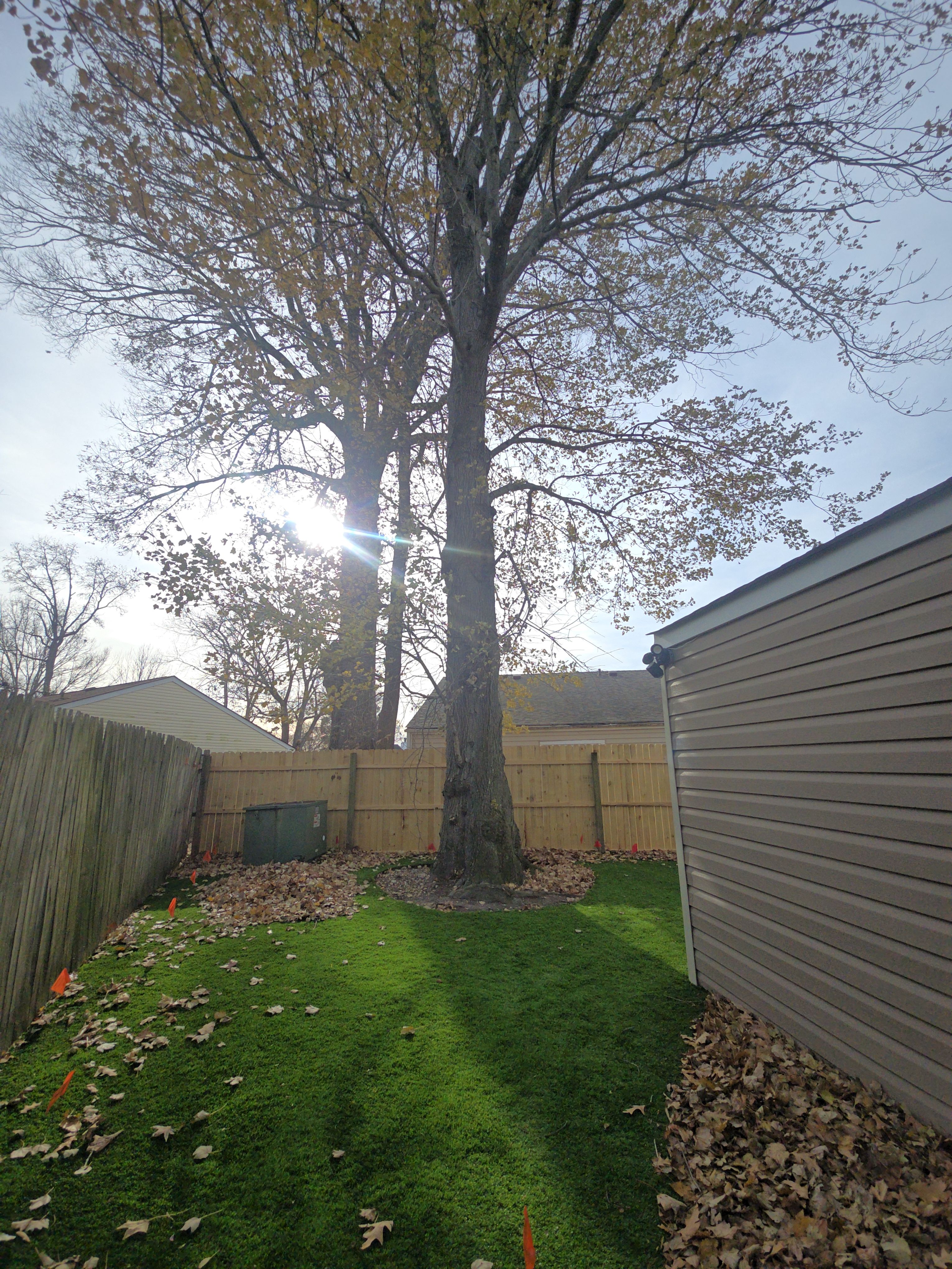  for Beach Tree Care in Virginia Beach, VA