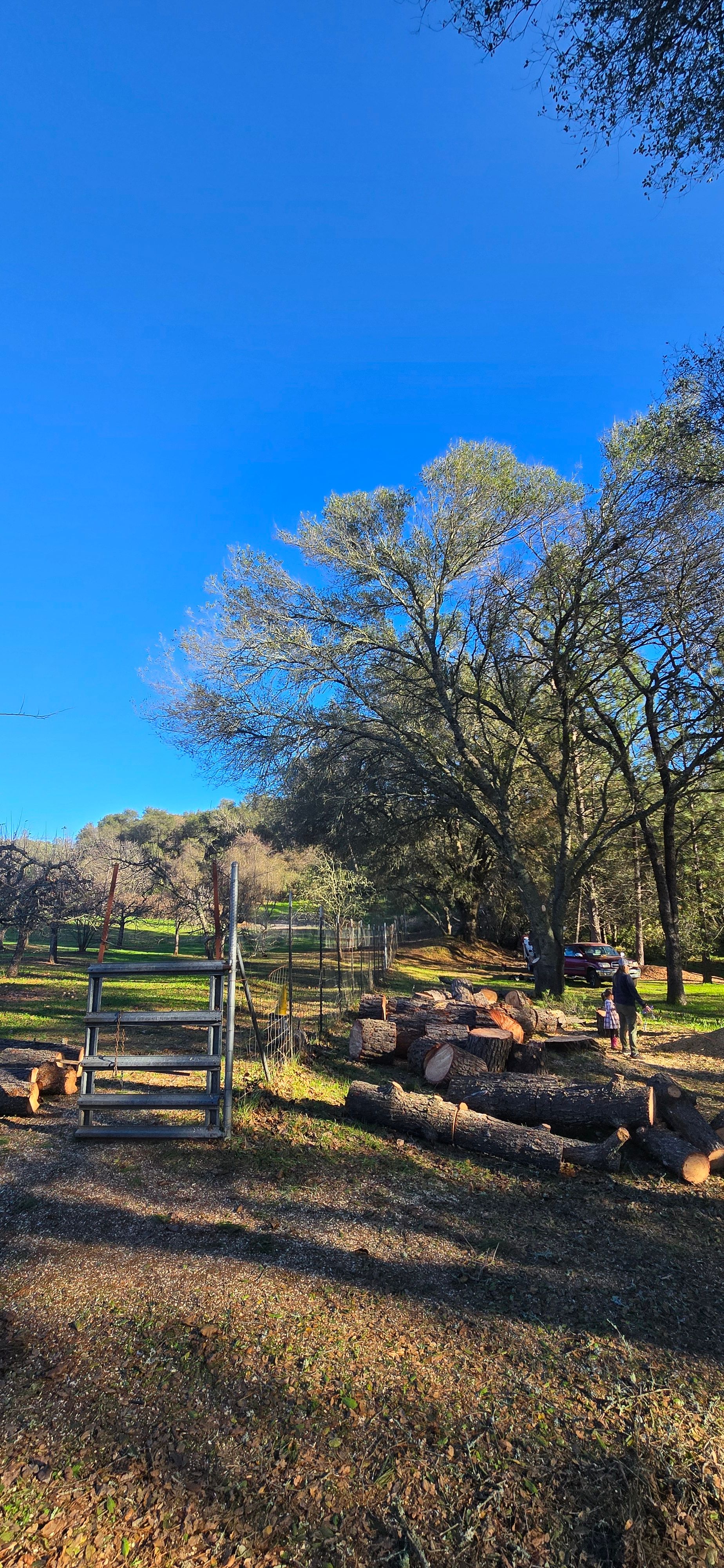  for George Staddan's Professional Tree Care in Placerville, CA