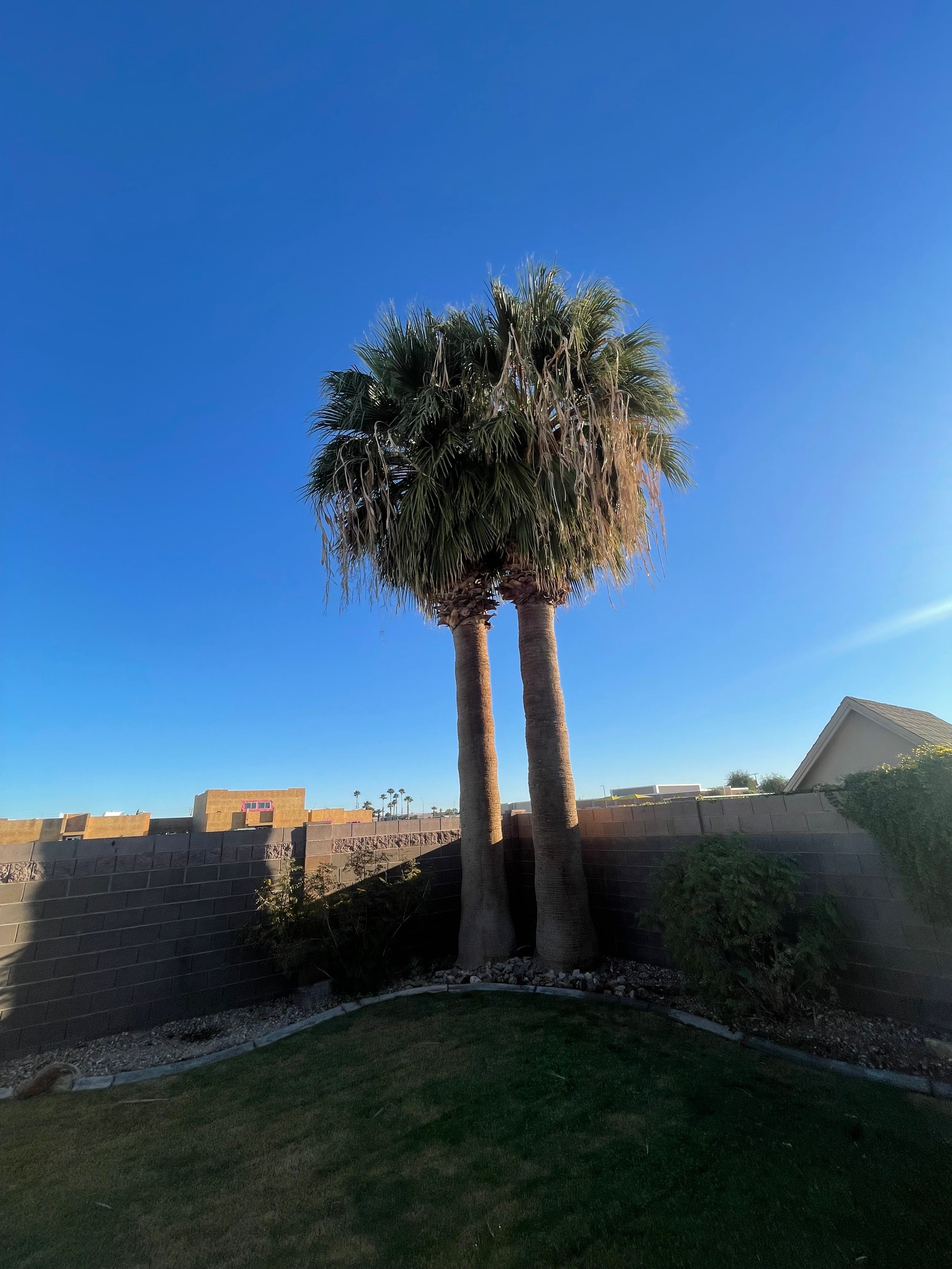  for Oliver L. Palm & Tree services in Yuma County, AZ
